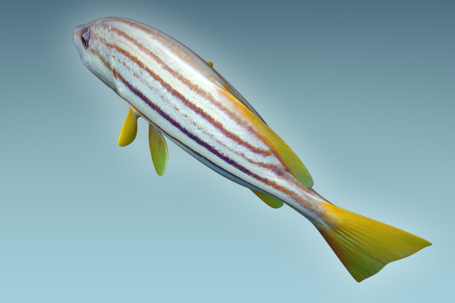 Snapper Fish 3D model_5