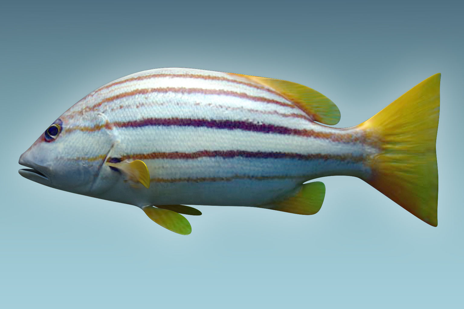 Snapper Fish 3D model_1