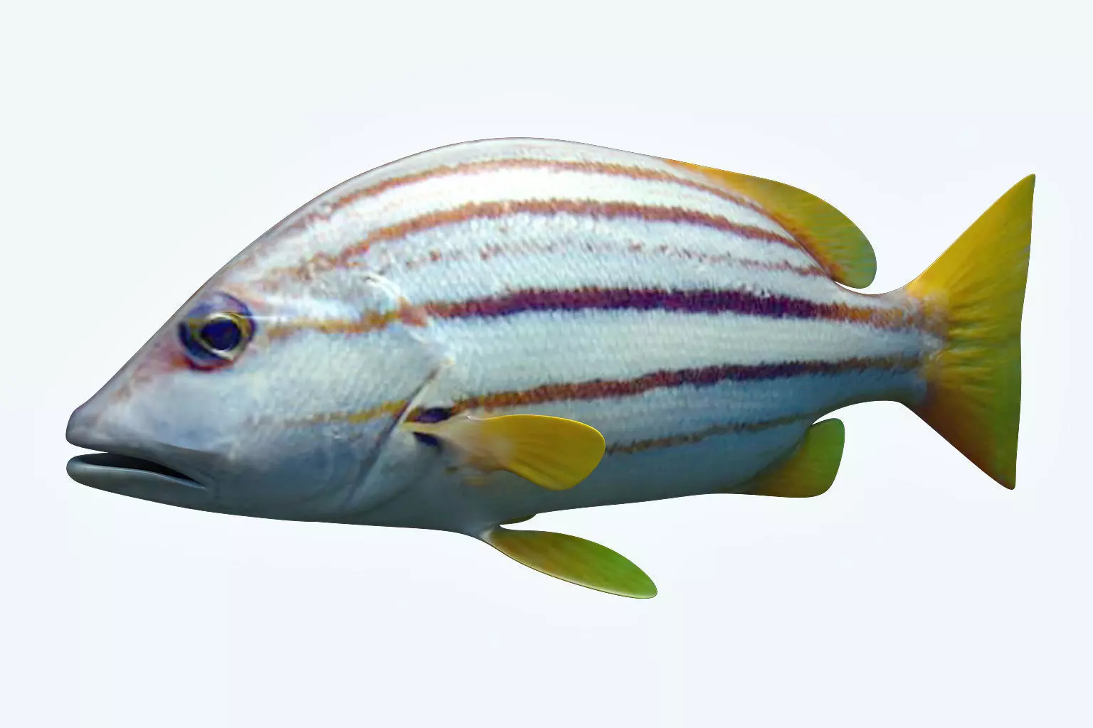 Snapper Fish 3D model_0