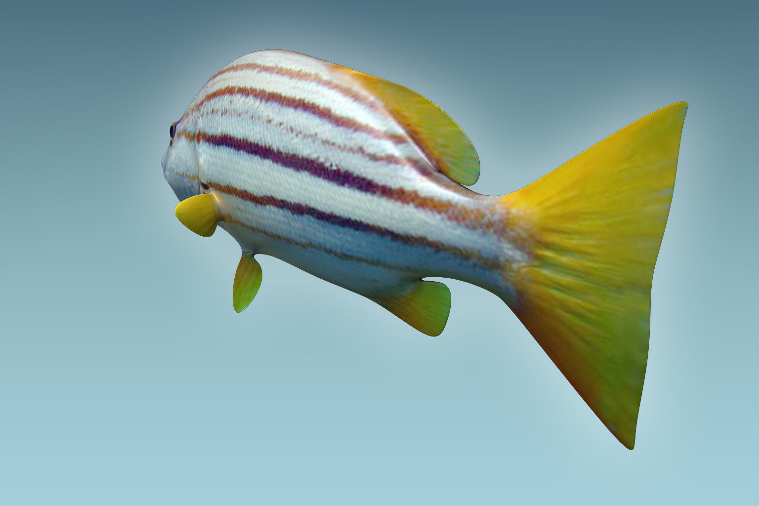 Snapper Fish 3D model_3