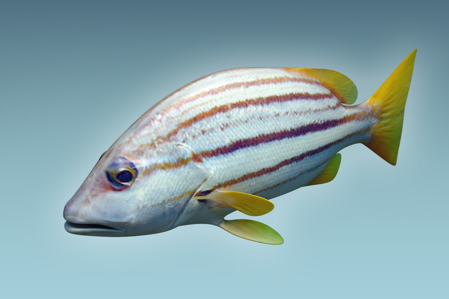 Snapper Fish 3D model_2