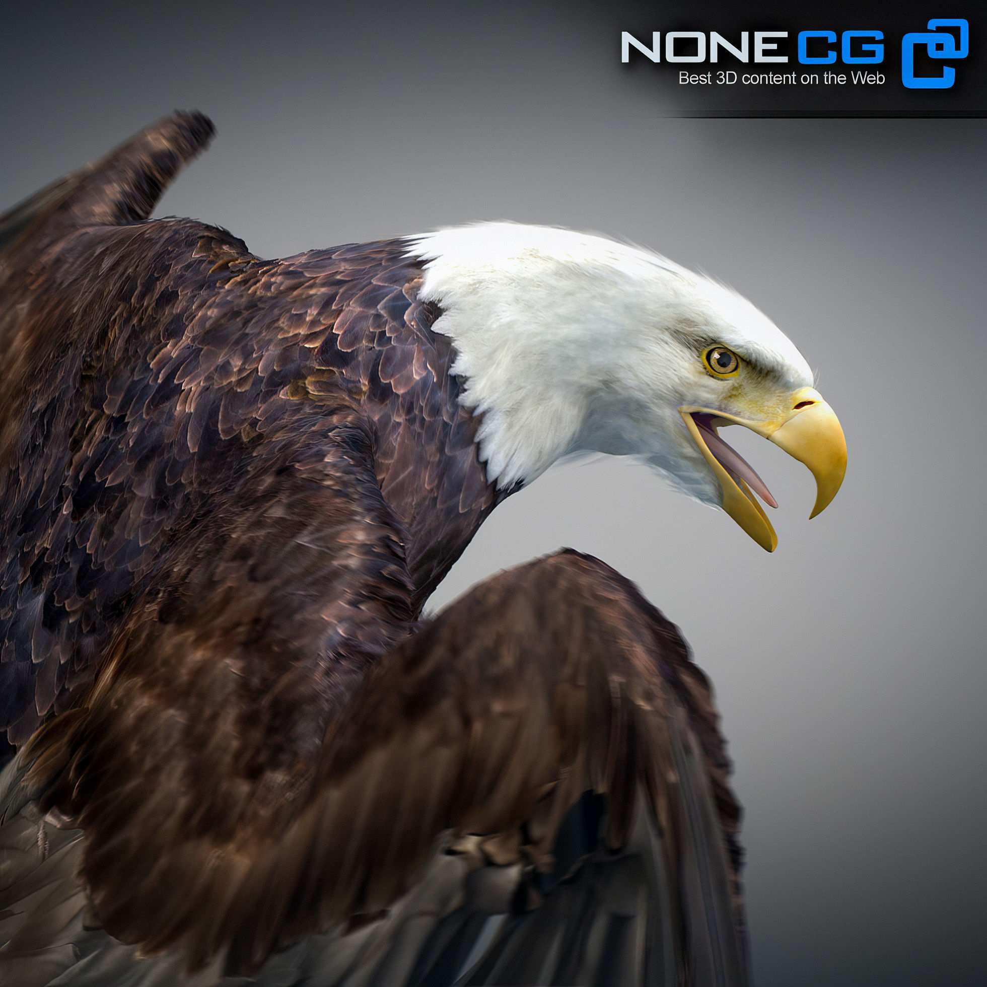 Animated Eagles 3D model_5