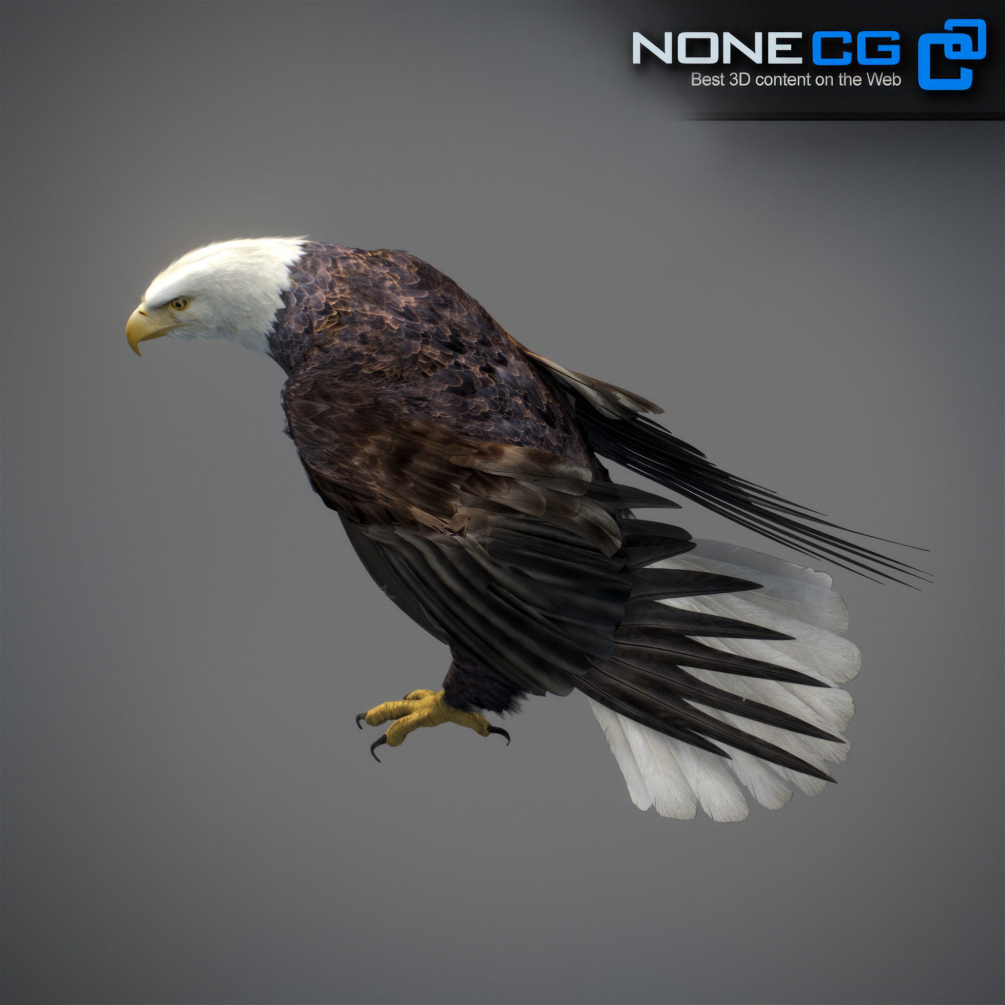 Animated Eagles 3D model_31