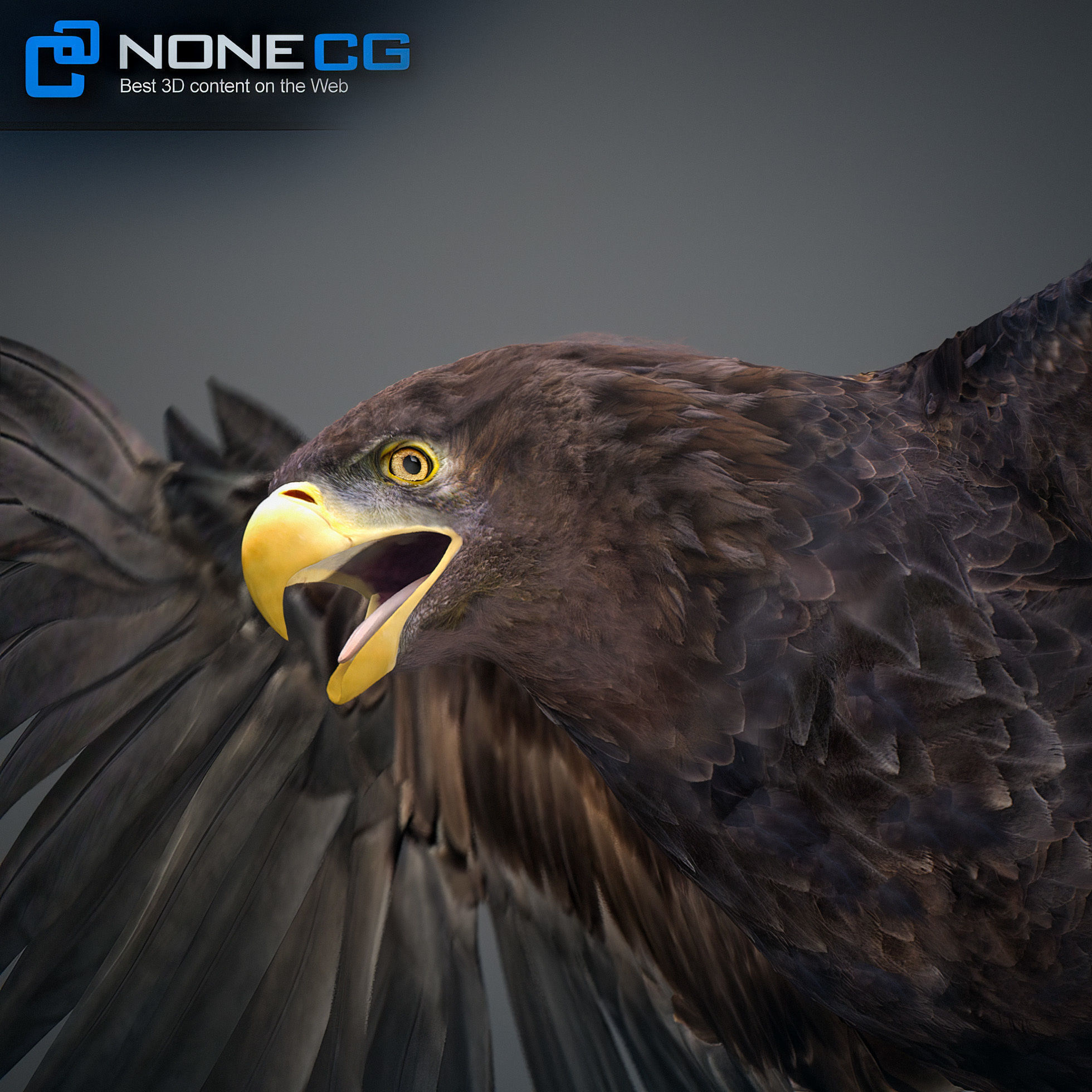 Animated Eagles 3D model_36