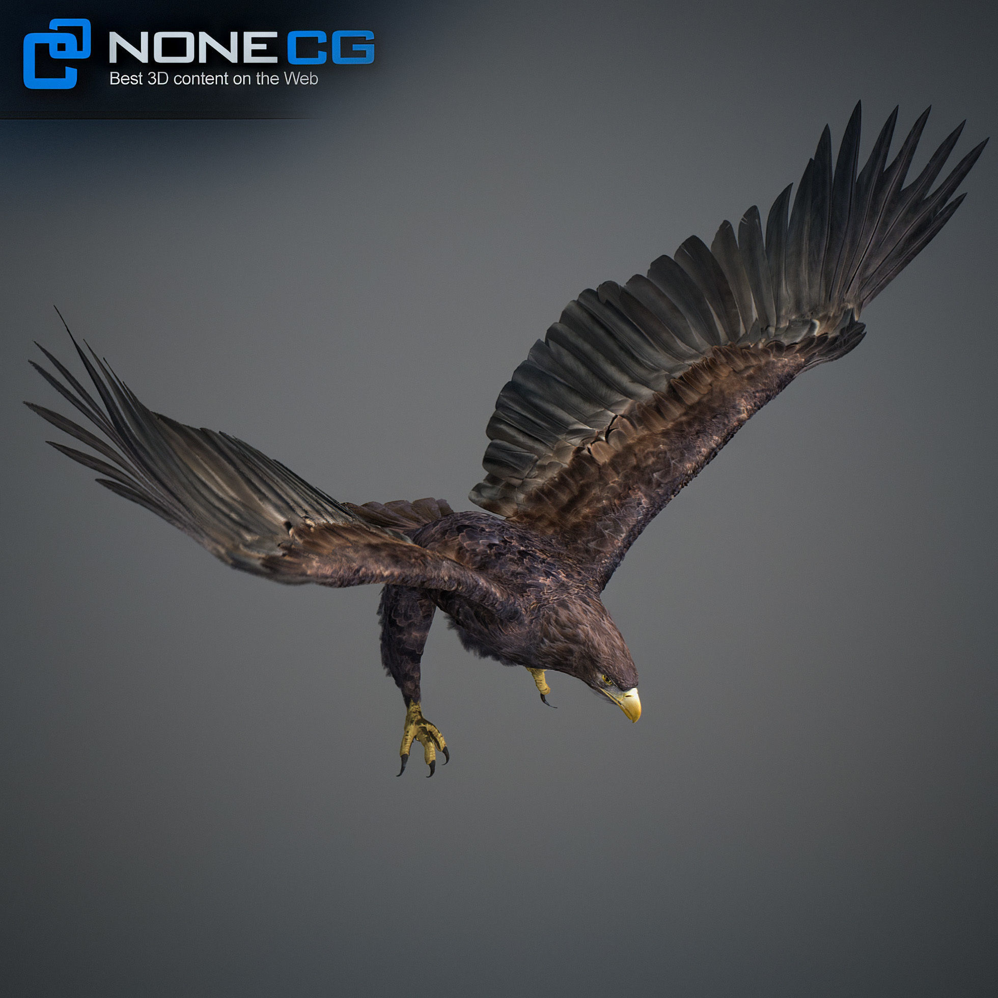 Animated Eagles 3D model_26