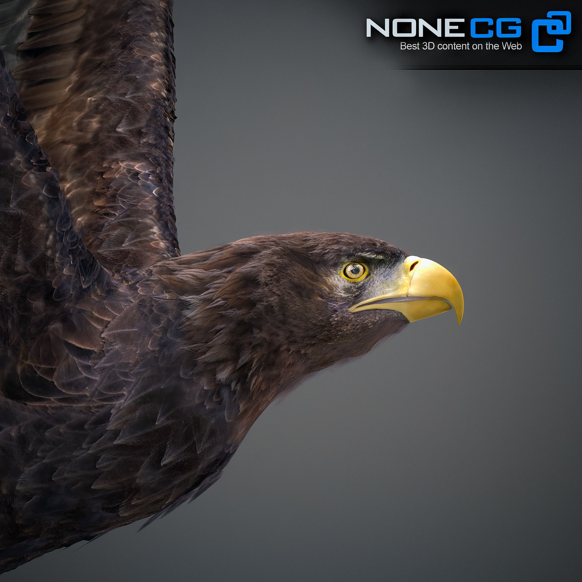 Animated Eagles 3D model_24