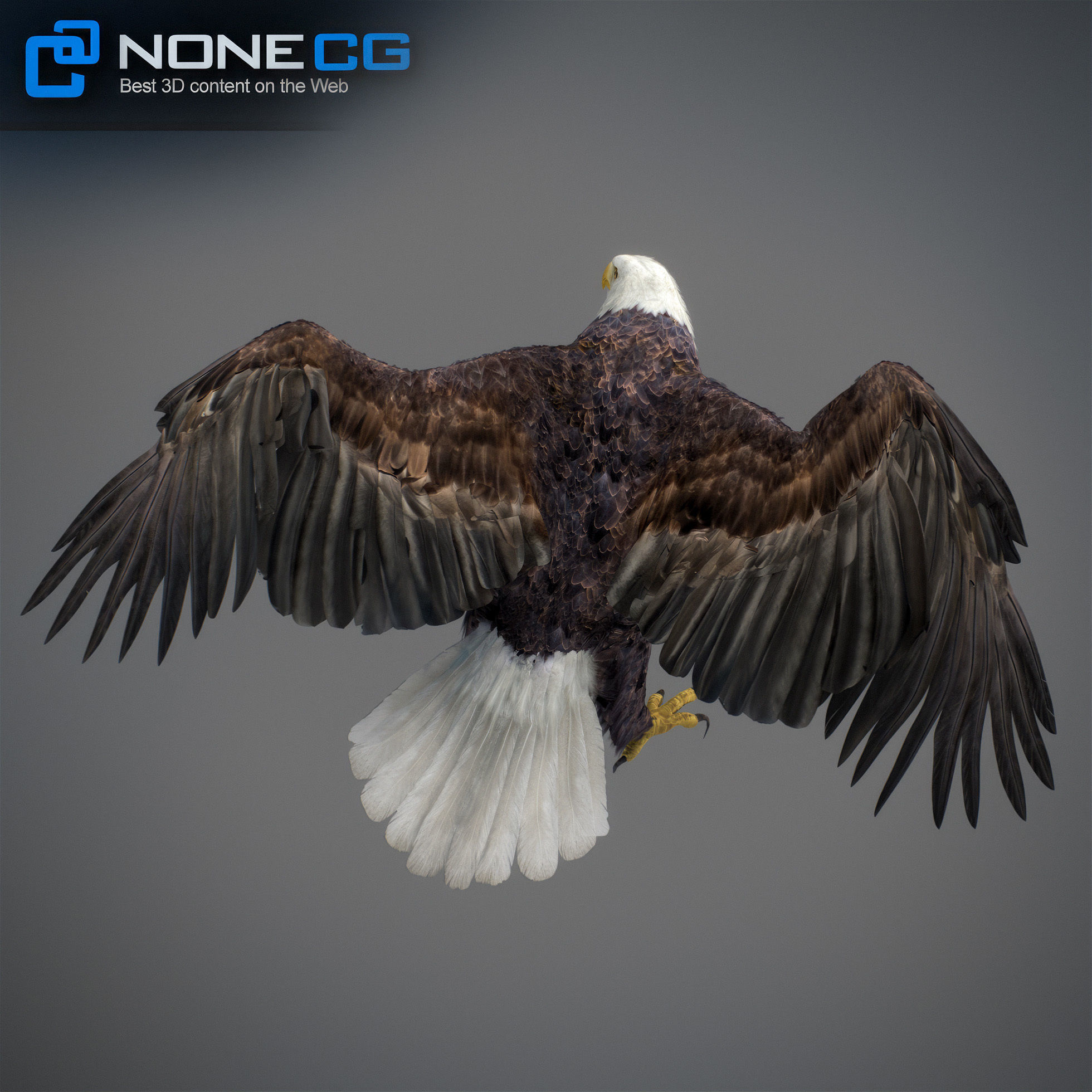 Animated Eagles 3D model_37