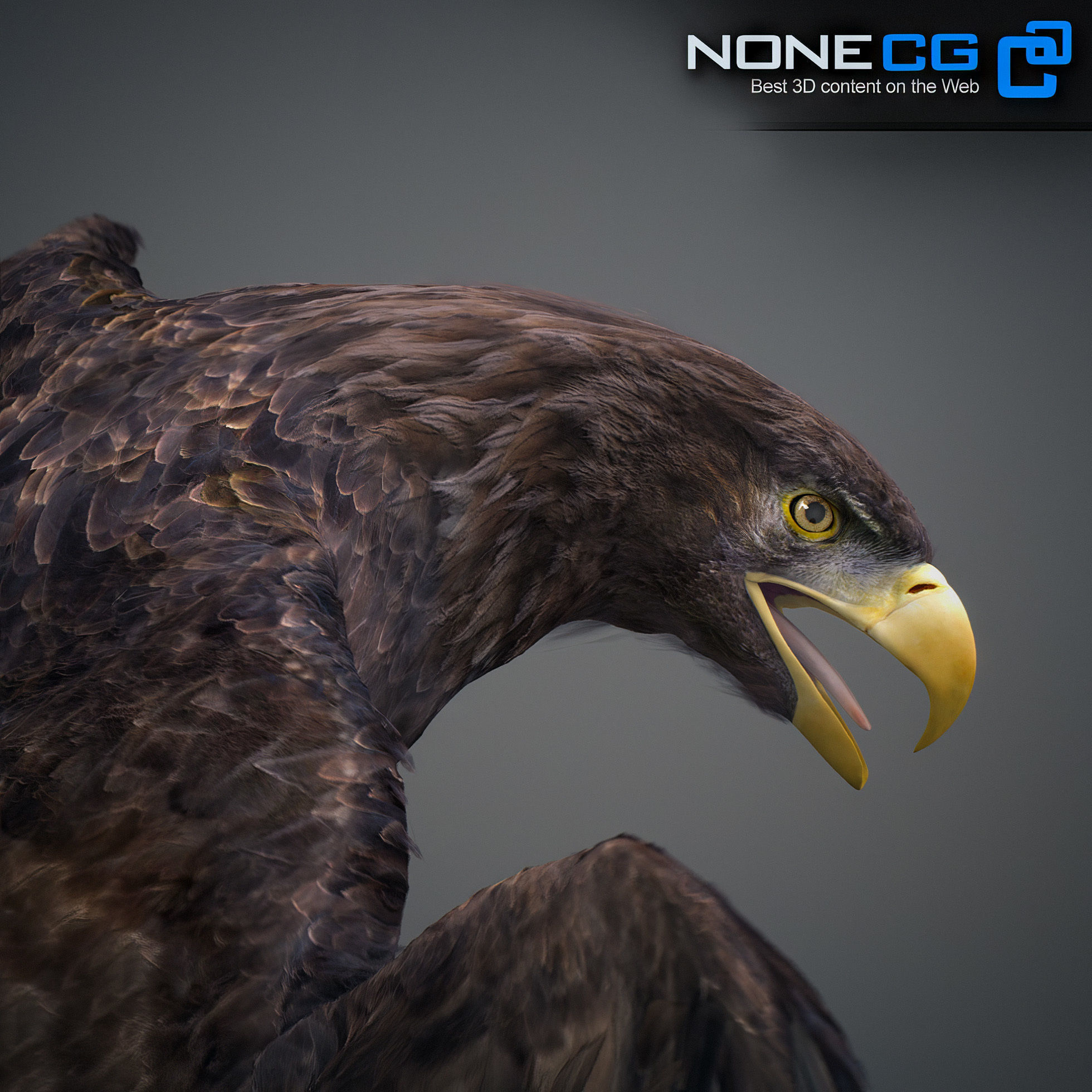 Animated Eagles 3D model_8