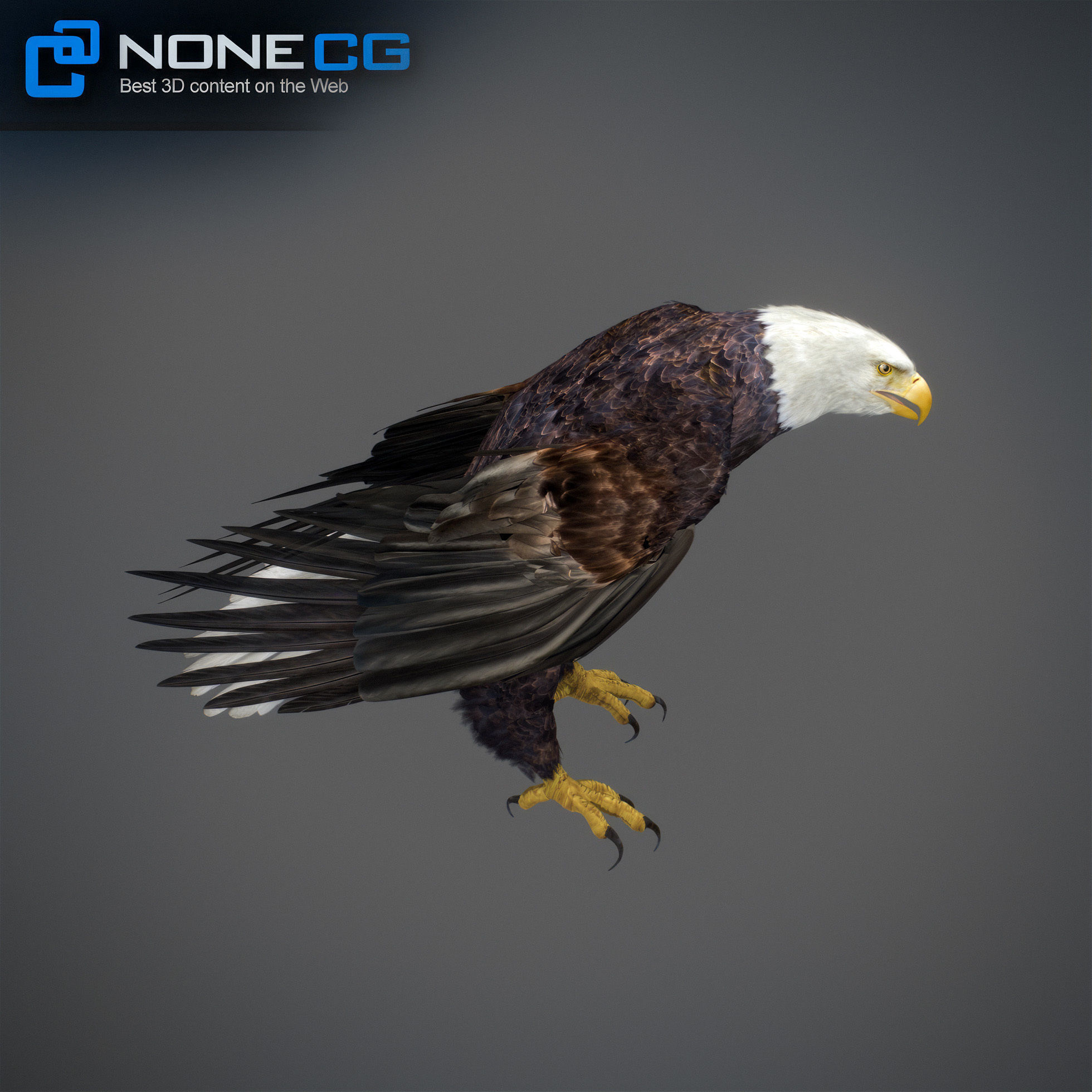 Animated Eagles 3D model_39