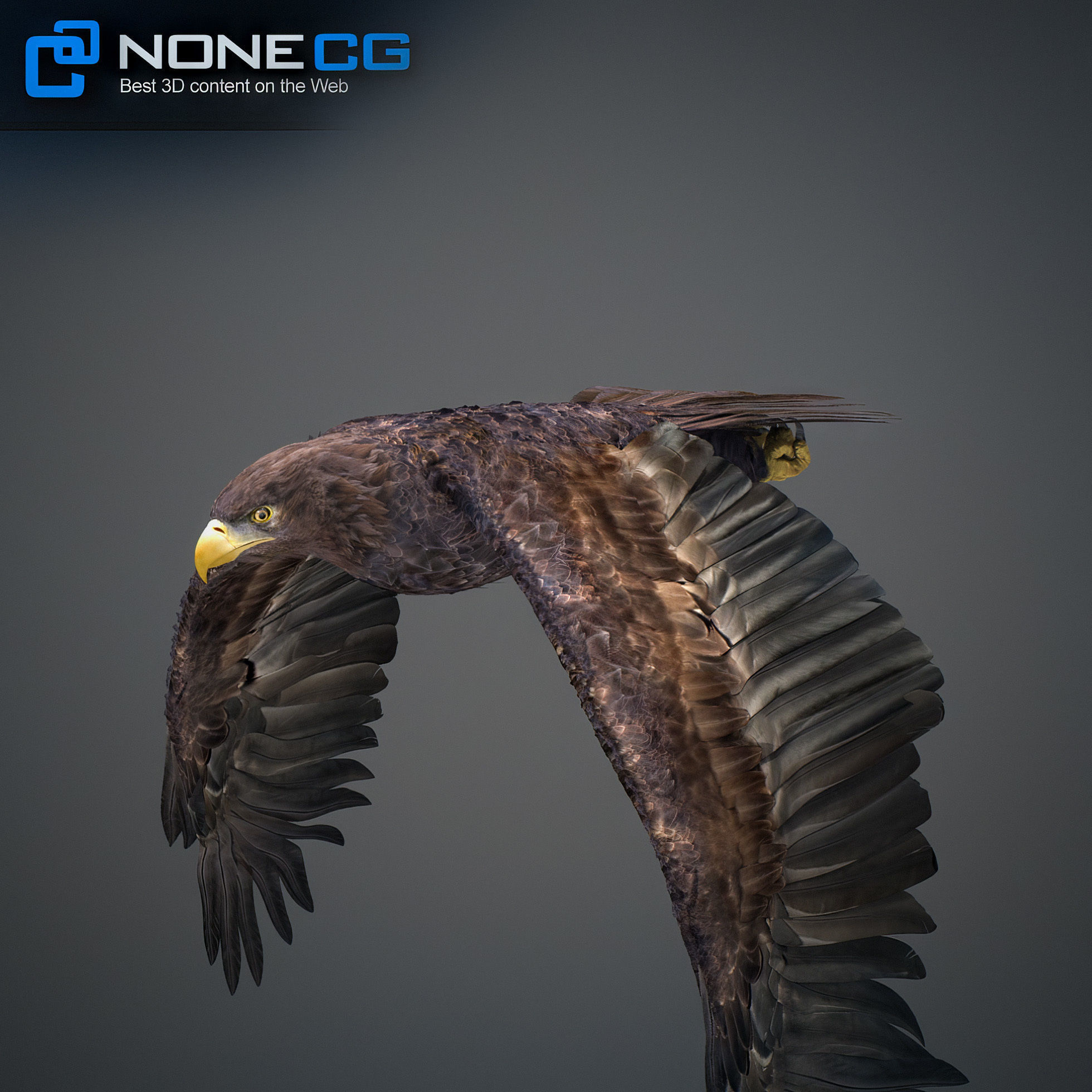 Animated Eagles 3D model_50