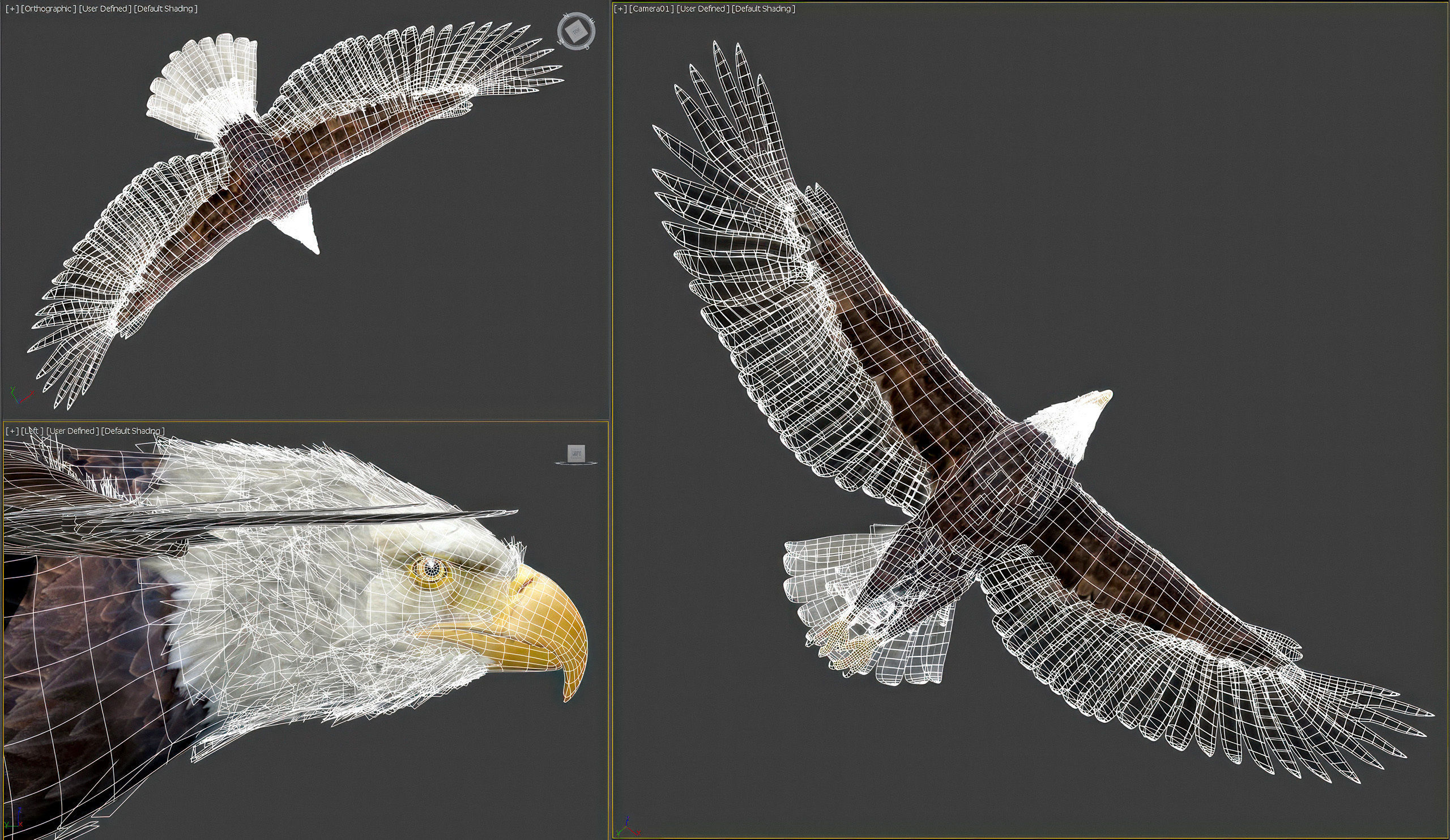 Animated Eagles 3D model_49