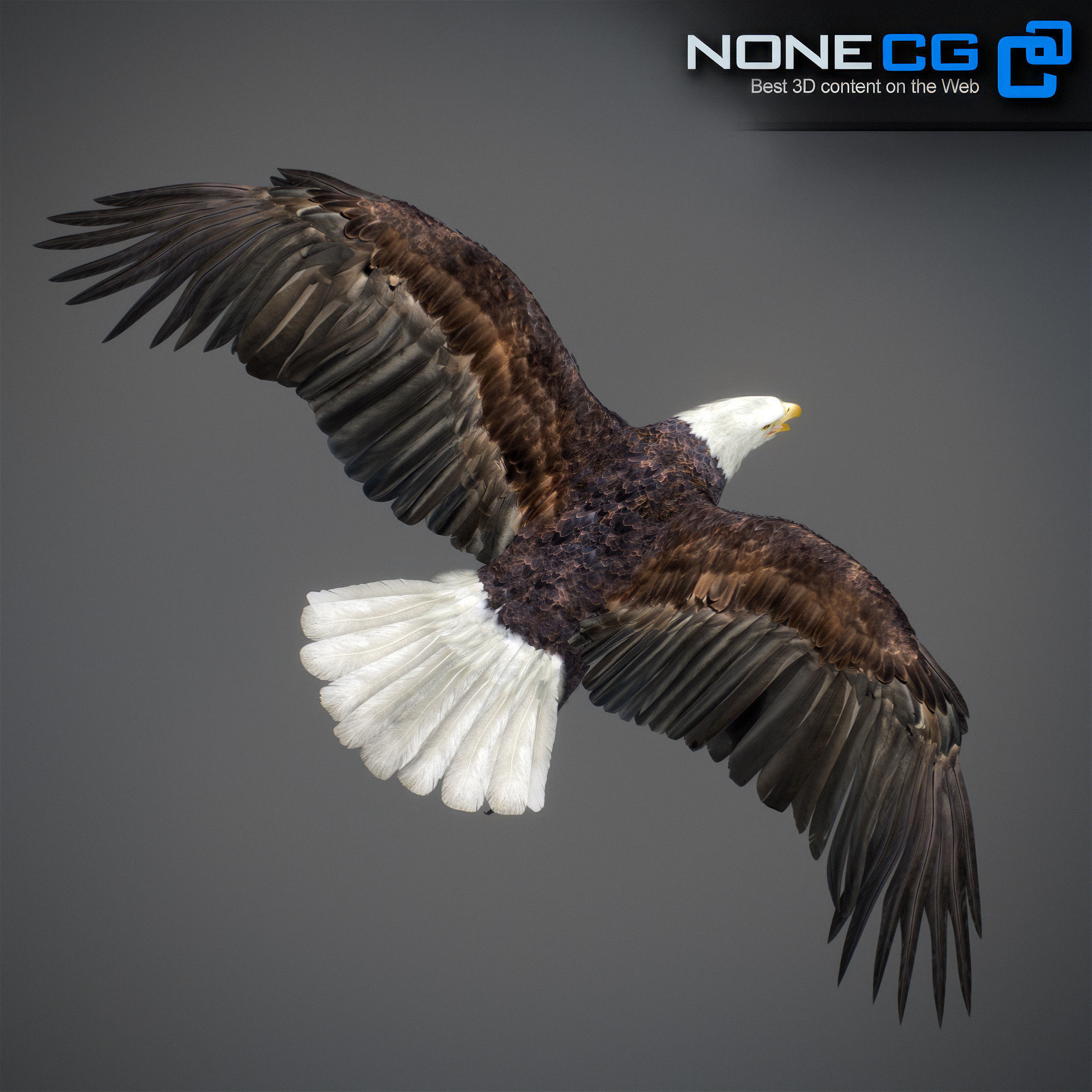 Animated Eagles 3D model_21