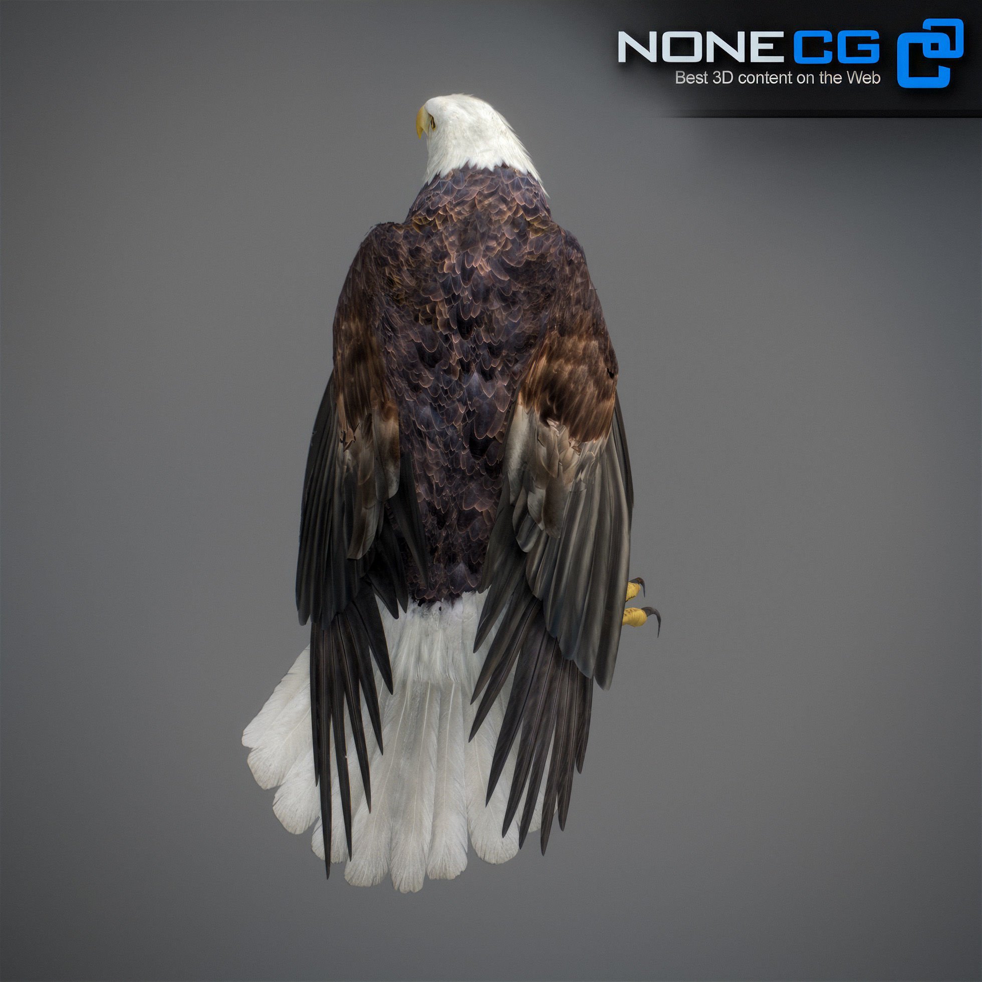 Animated Eagles 3D model_25