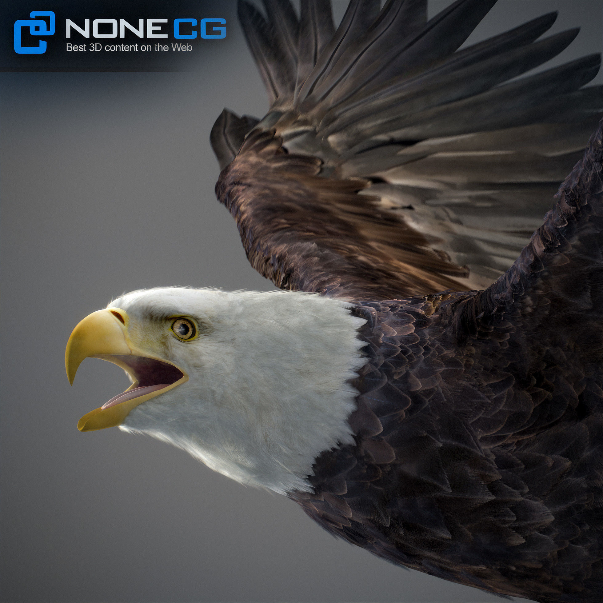 Animated Eagles 3D model_7