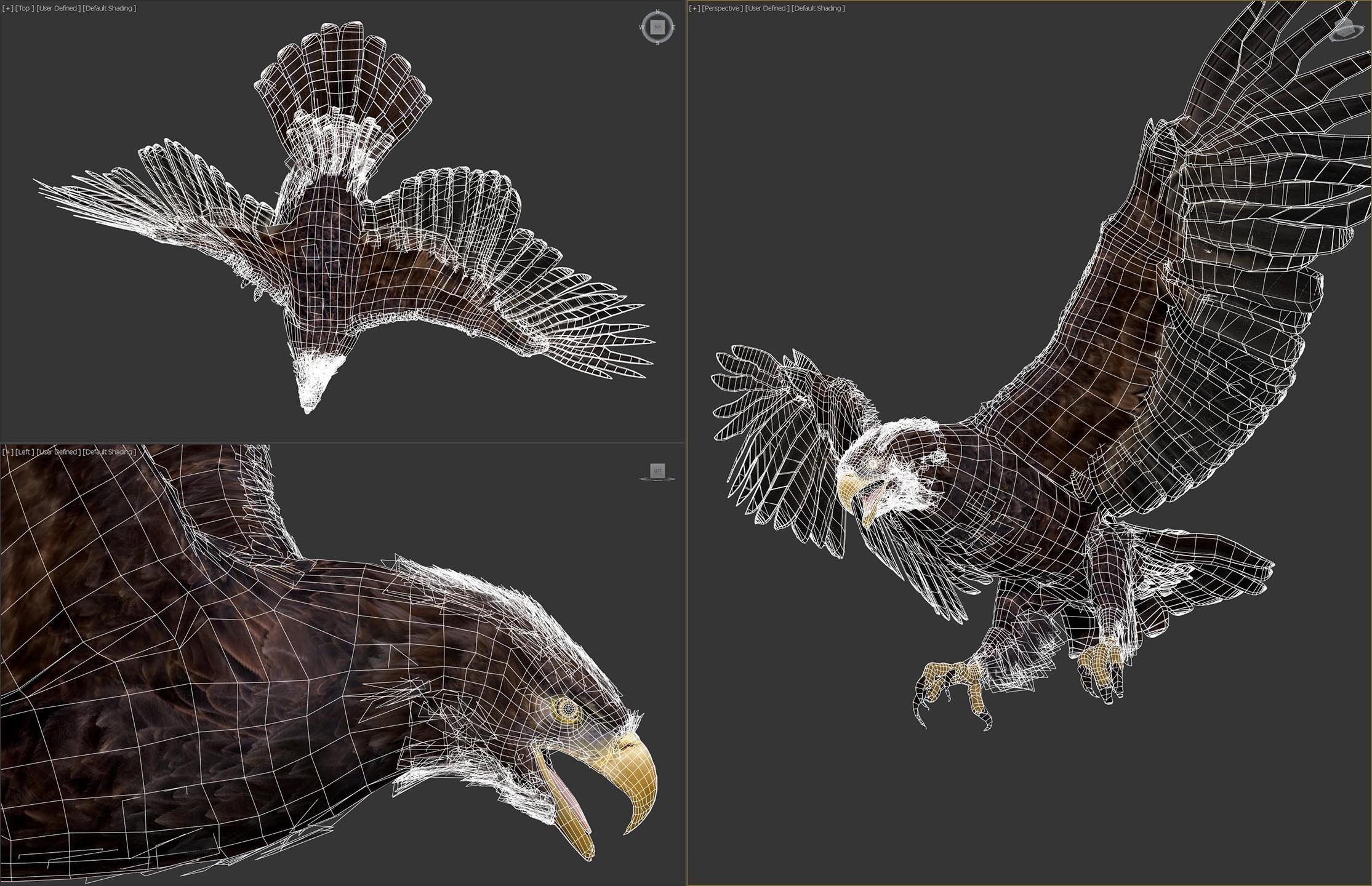 Animated Eagles 3D model_12