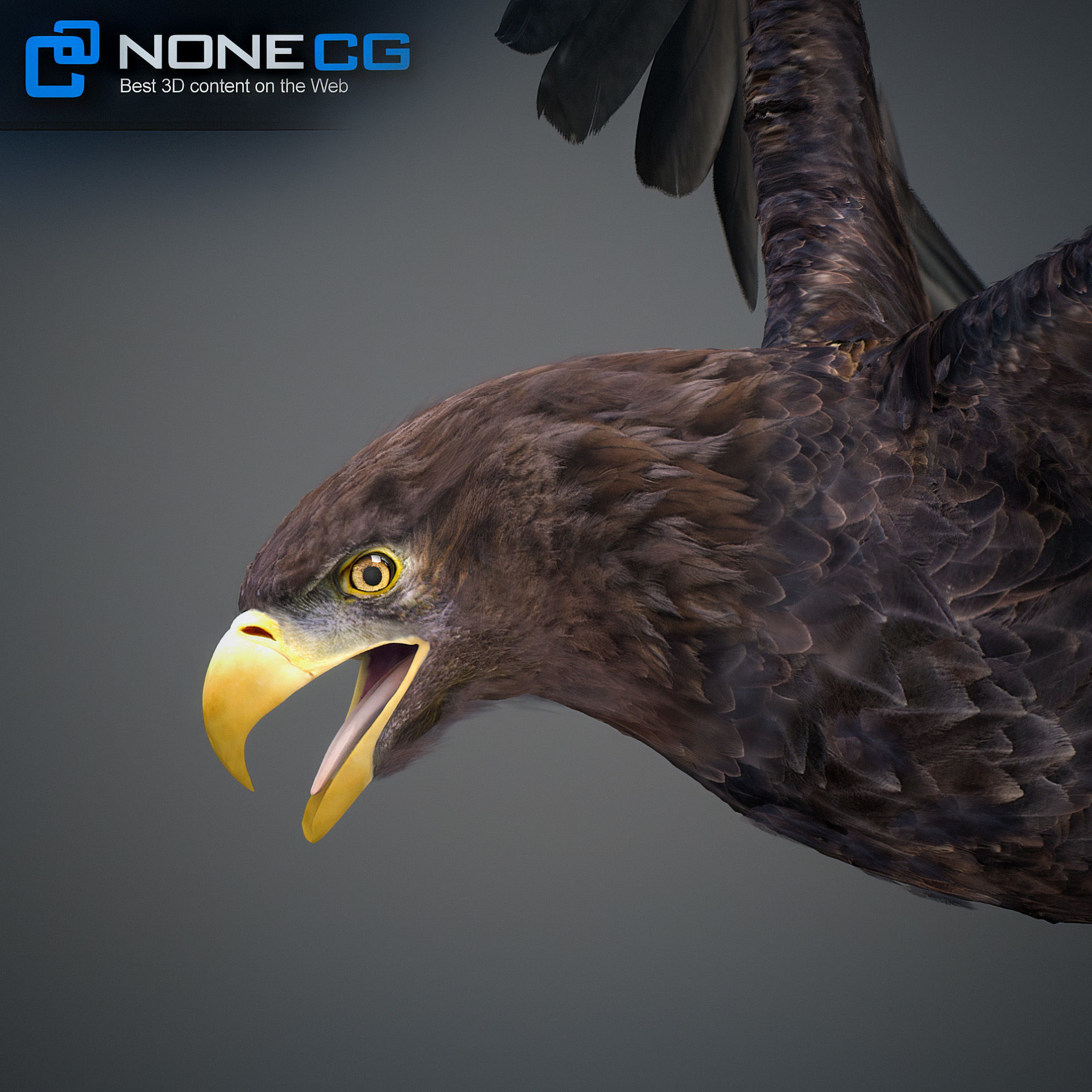 Animated Eagles 3D model_6