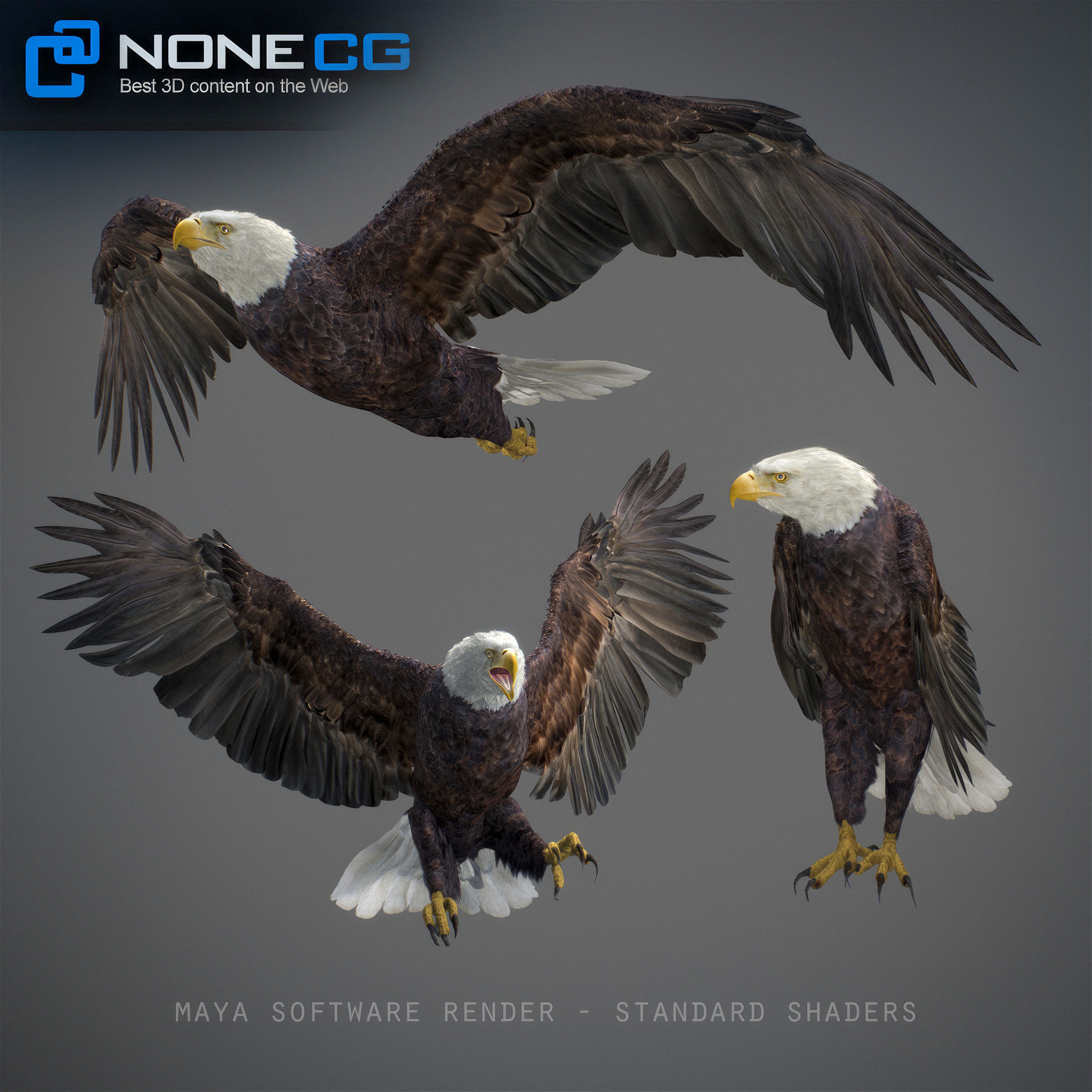 Animated Eagles 3D model_47