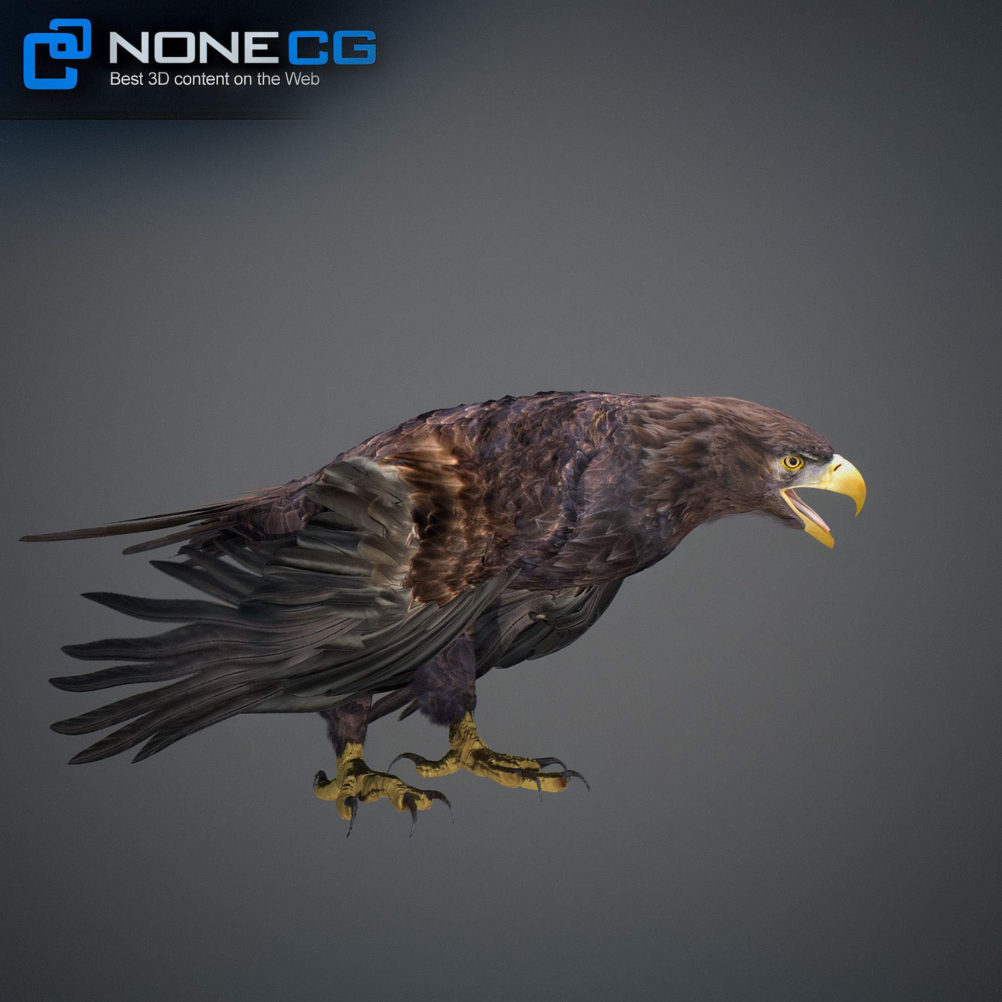 Animated Eagles 3D model_30