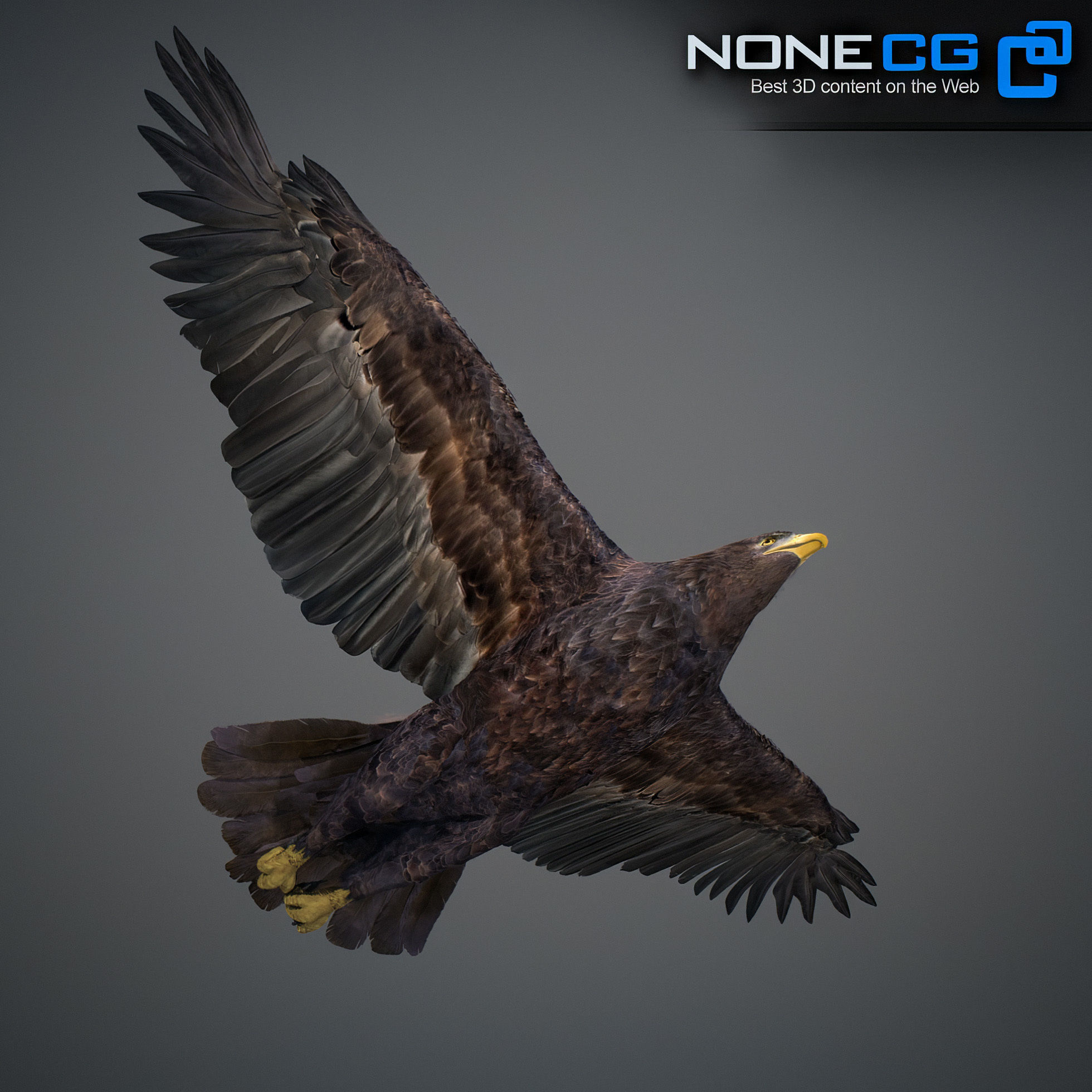 Animated Eagles 3D model_46