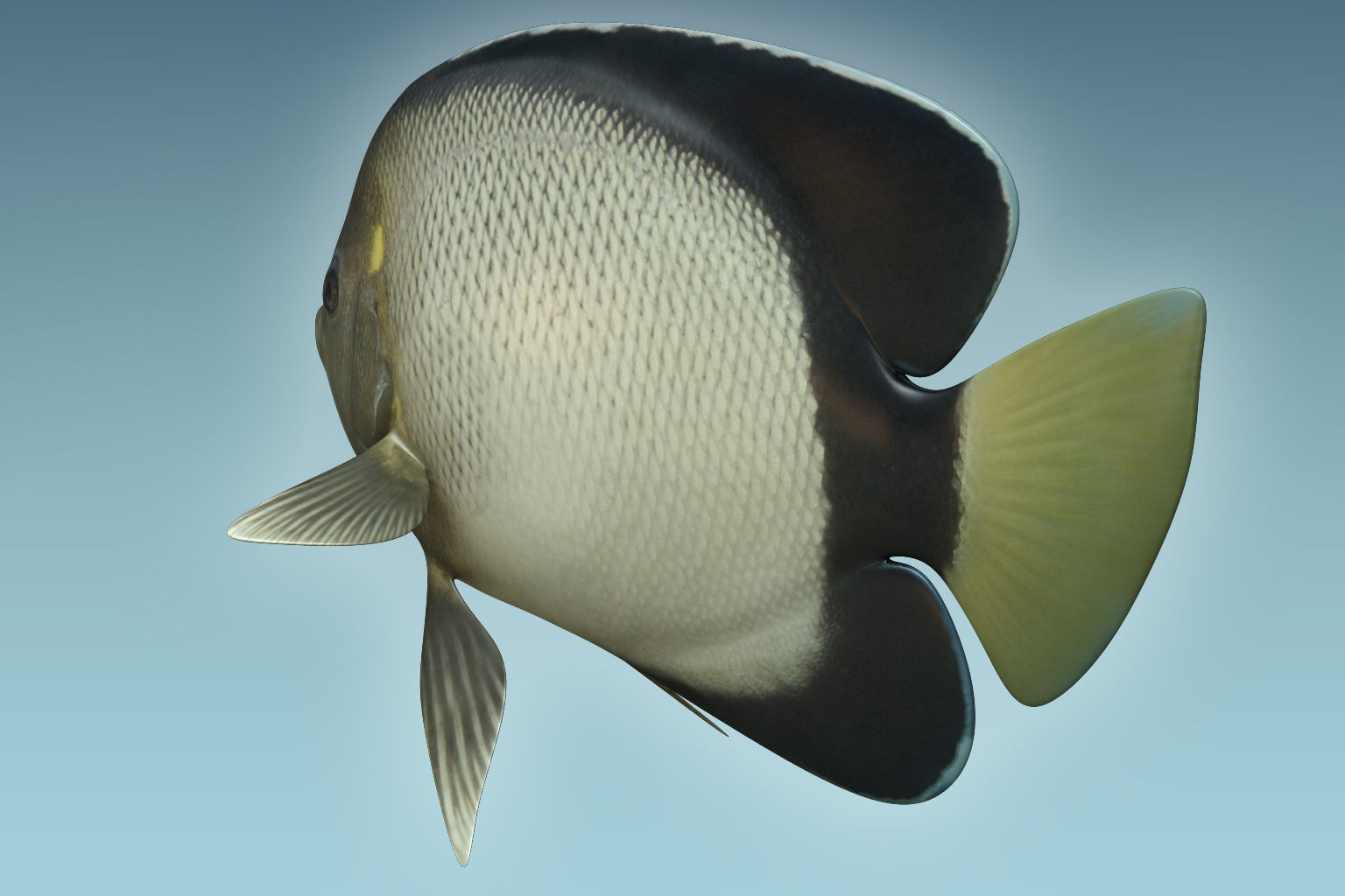 Angle Fish 15 3D model_3