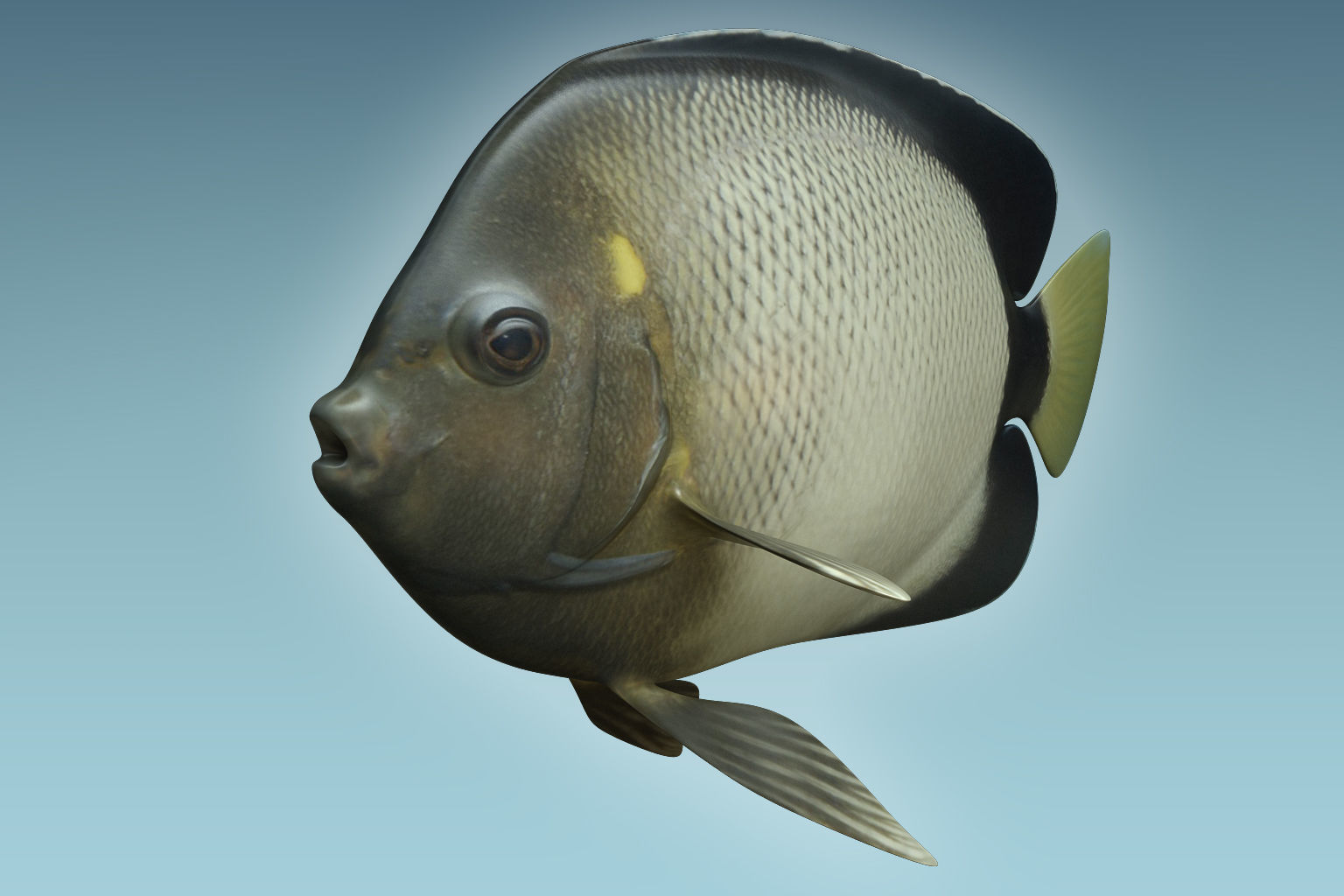 Angle Fish 15 3D model_4
