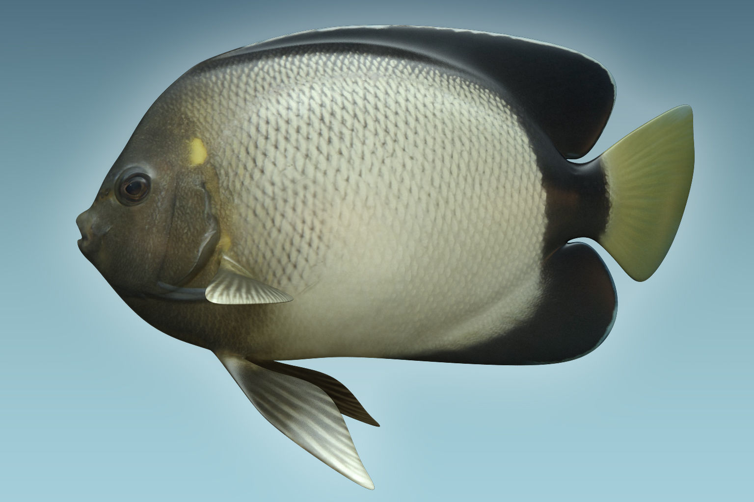 Angle Fish 15 3D model_1