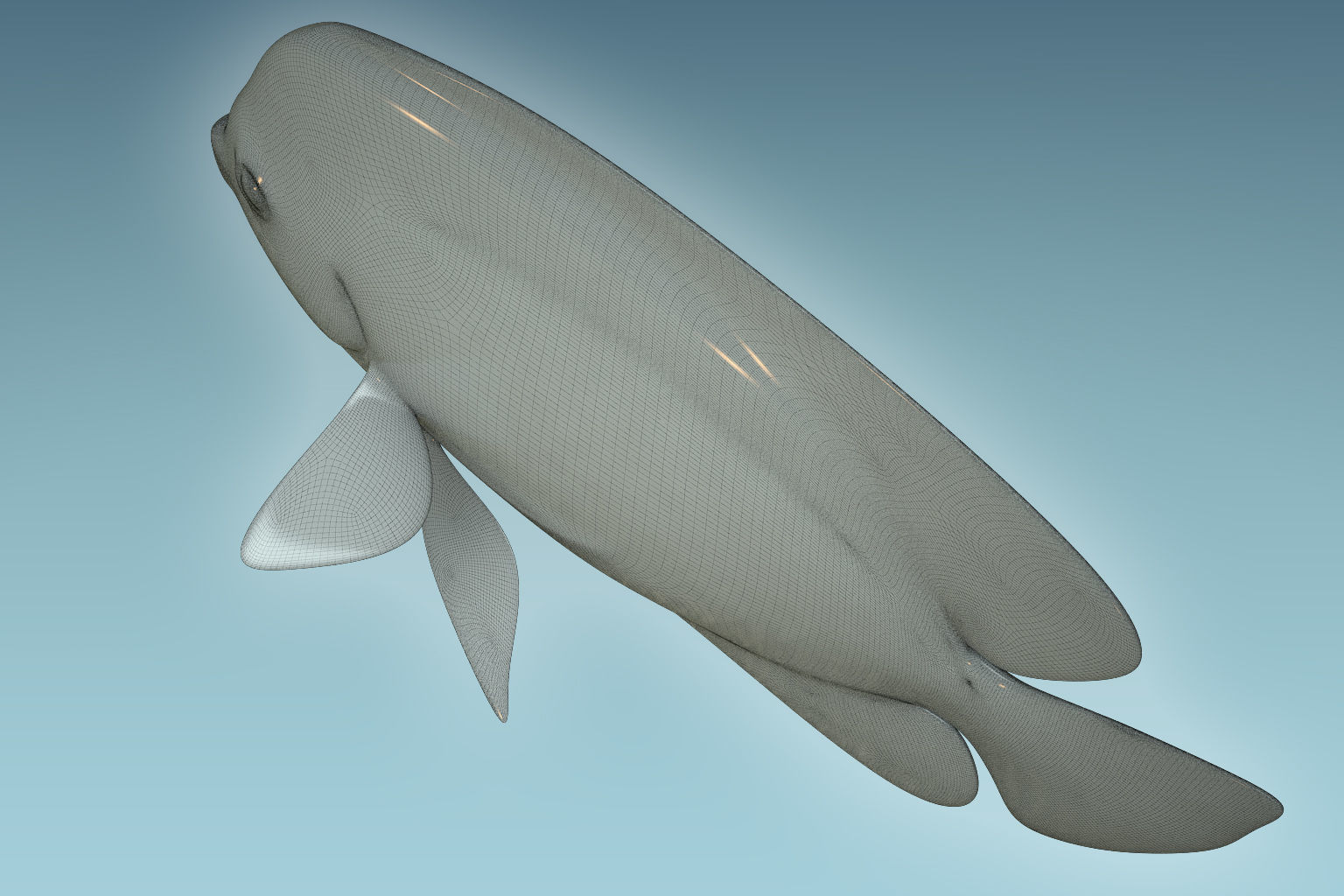 Angle Fish 15 3D model_8