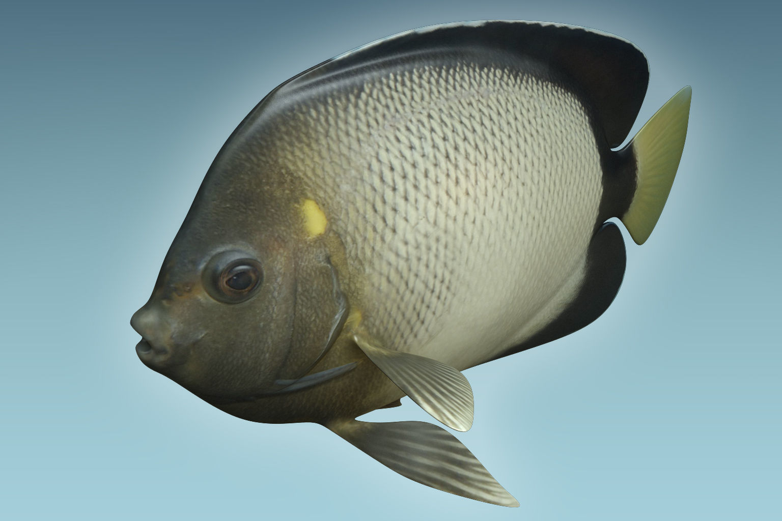 Angle Fish 15 3D model_2