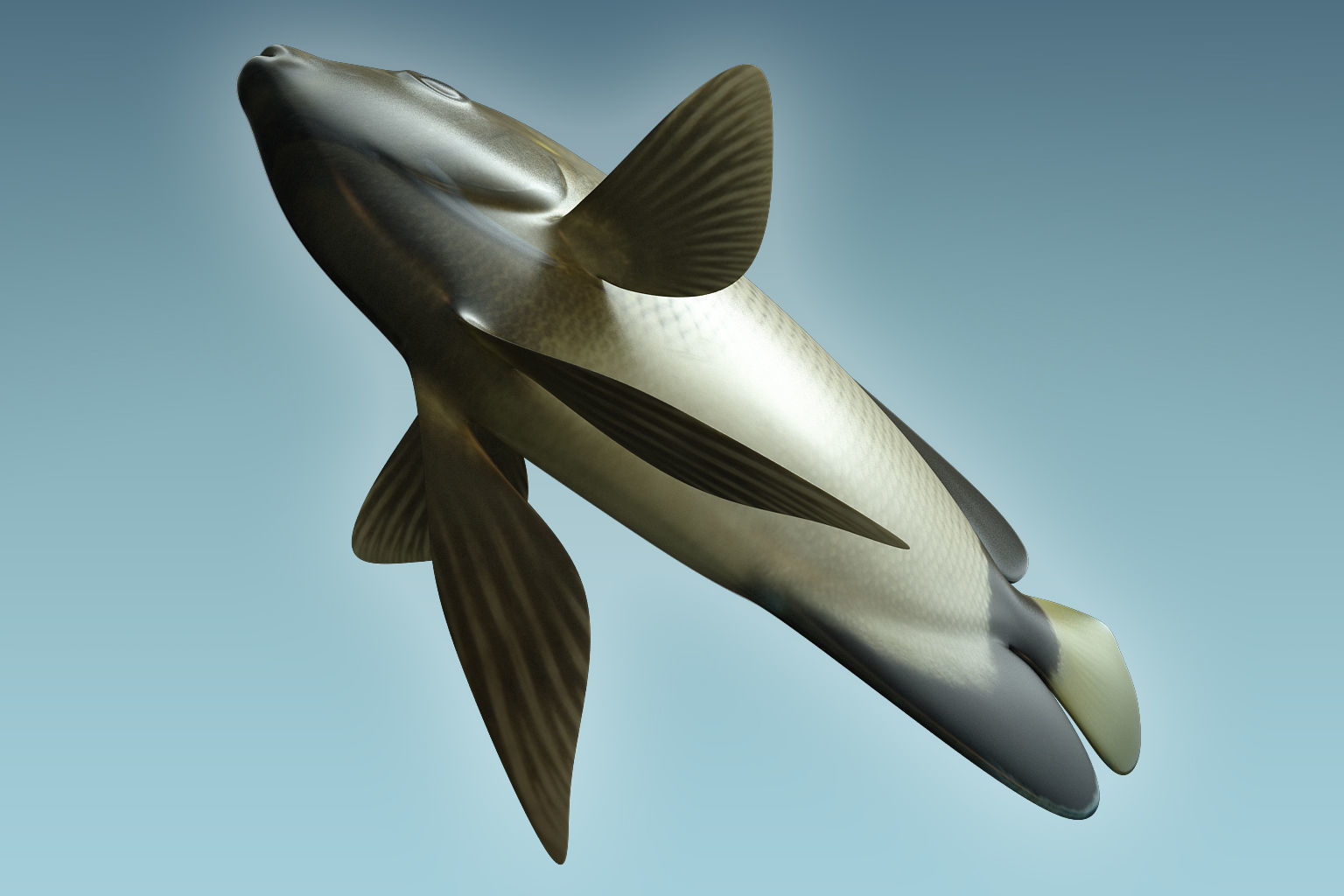 Angle Fish 15 3D model_6