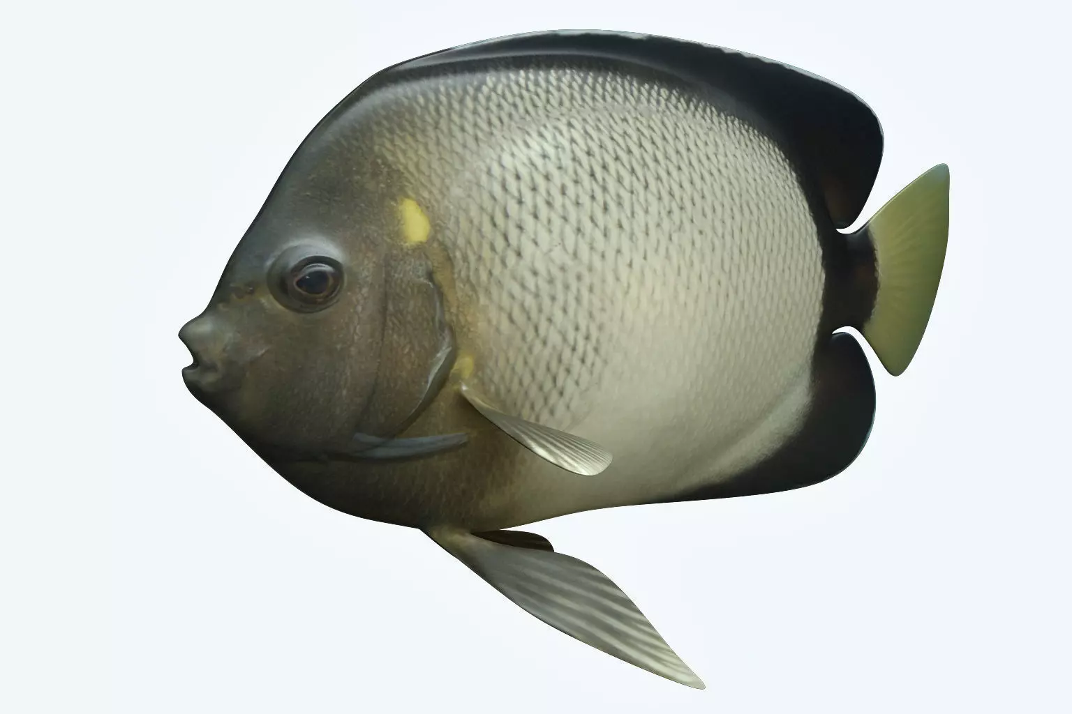 Angle Fish 15 3D model_0