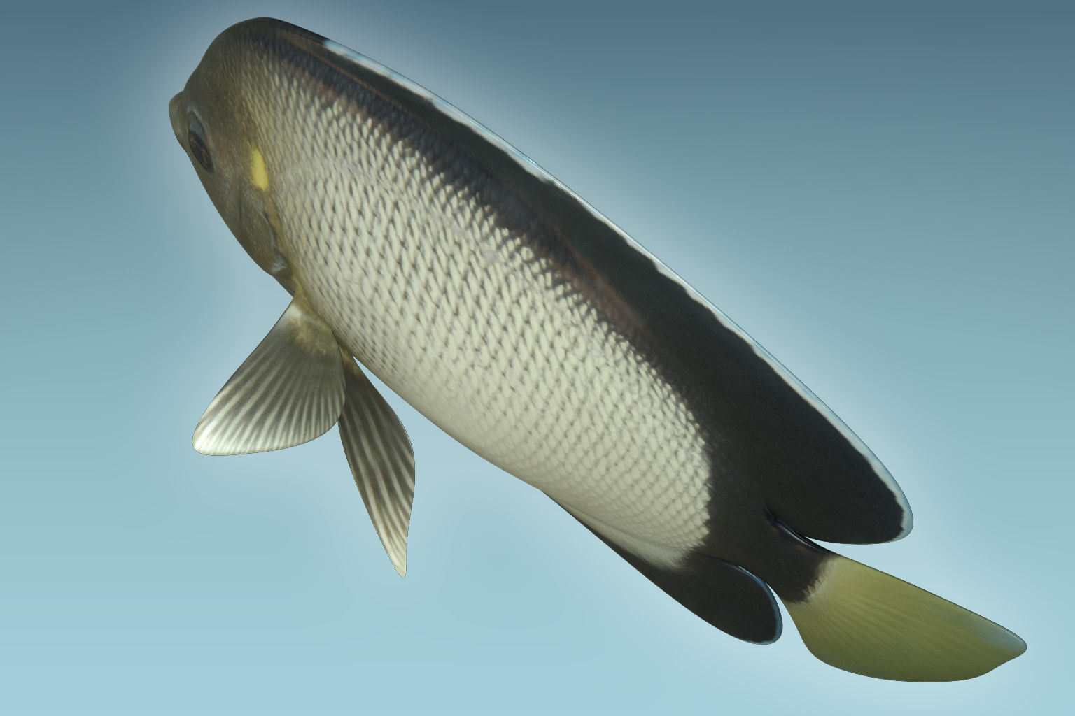 Angle Fish 15 3D model_5