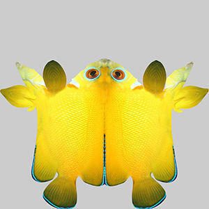 Angle Fish 17 3D model_9