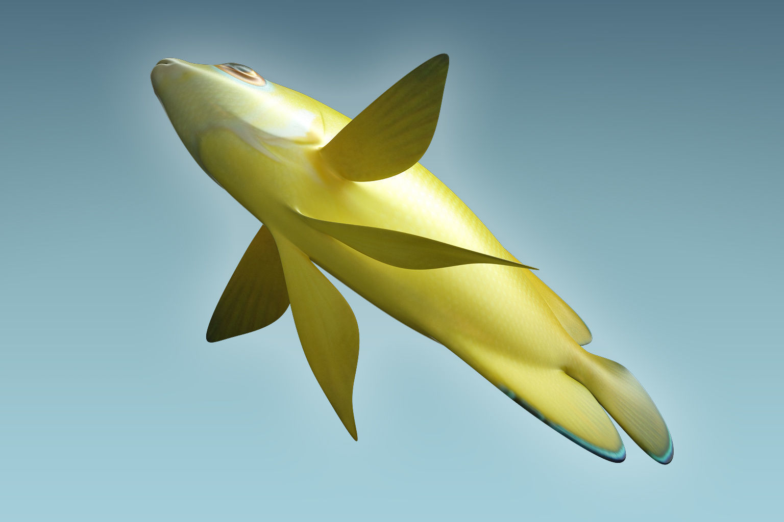 Angle Fish 17 3D model_6