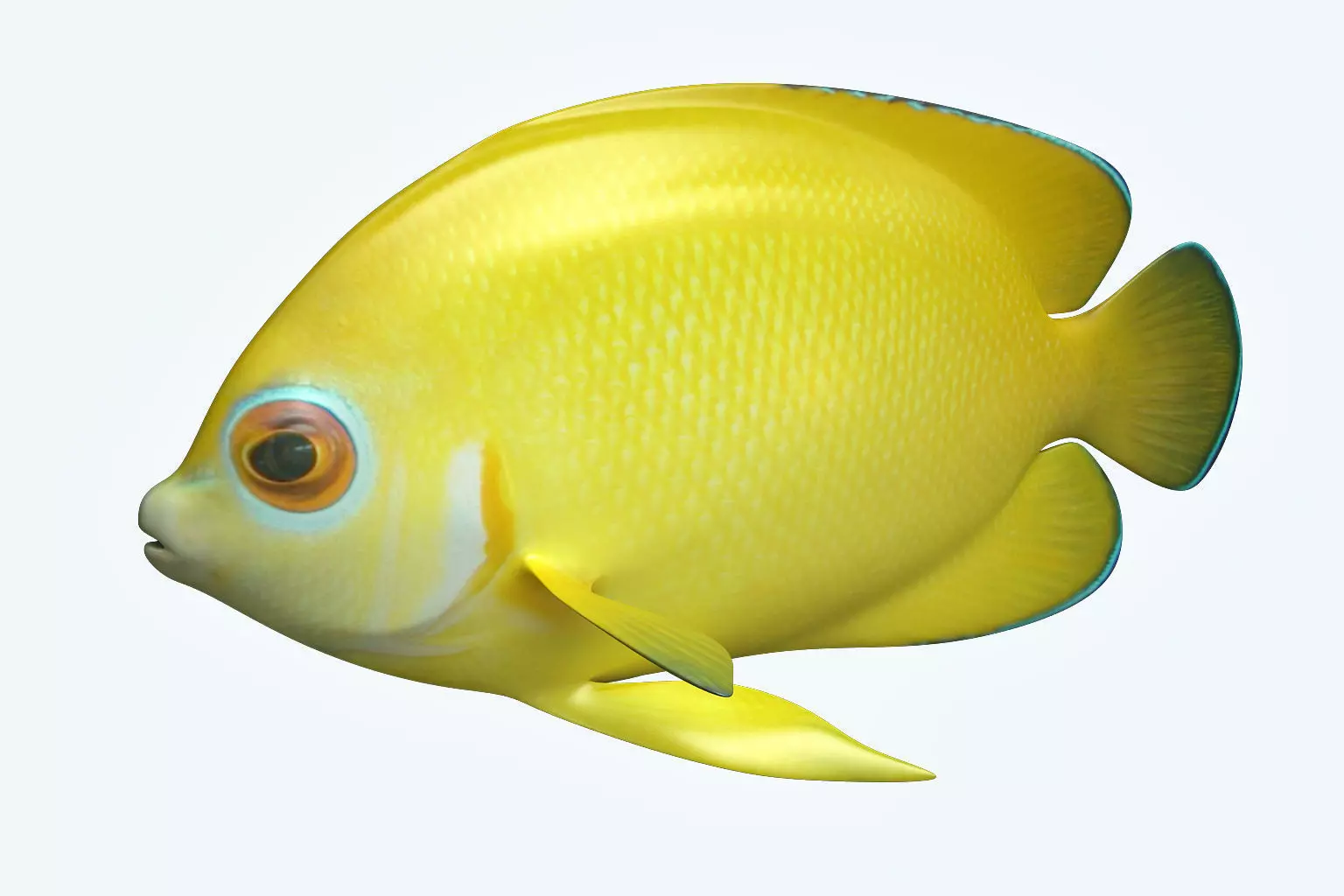 Angle Fish 17 3D model_0