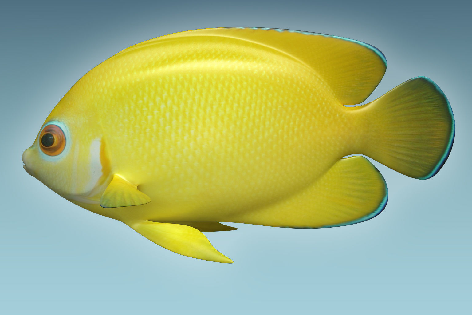 Angle Fish 17 3D model_1