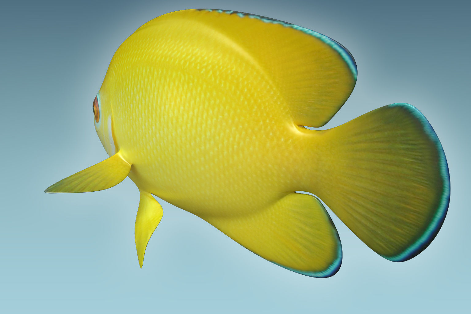 Angle Fish 17 3D model_3