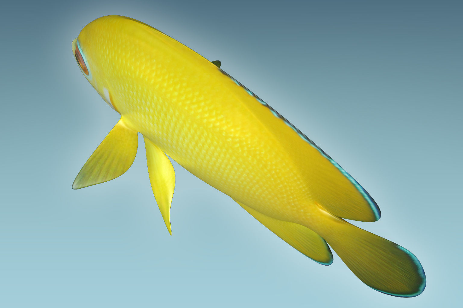 Angle Fish 17 3D model_5