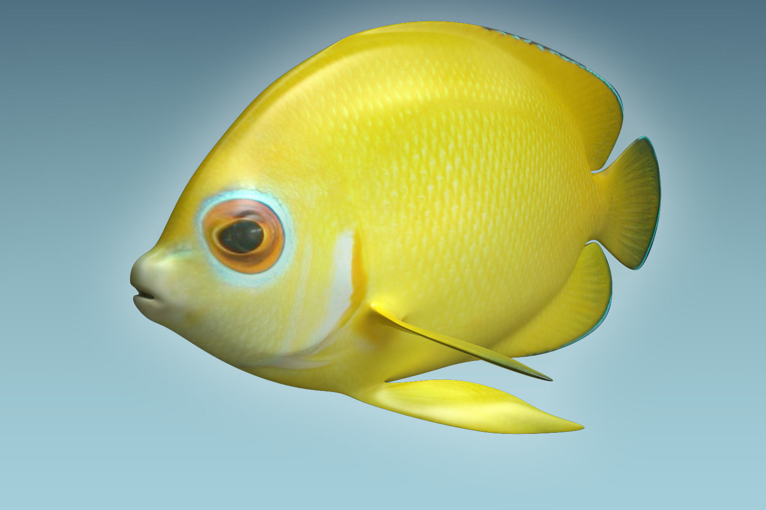 Angle Fish 17 3D model_4