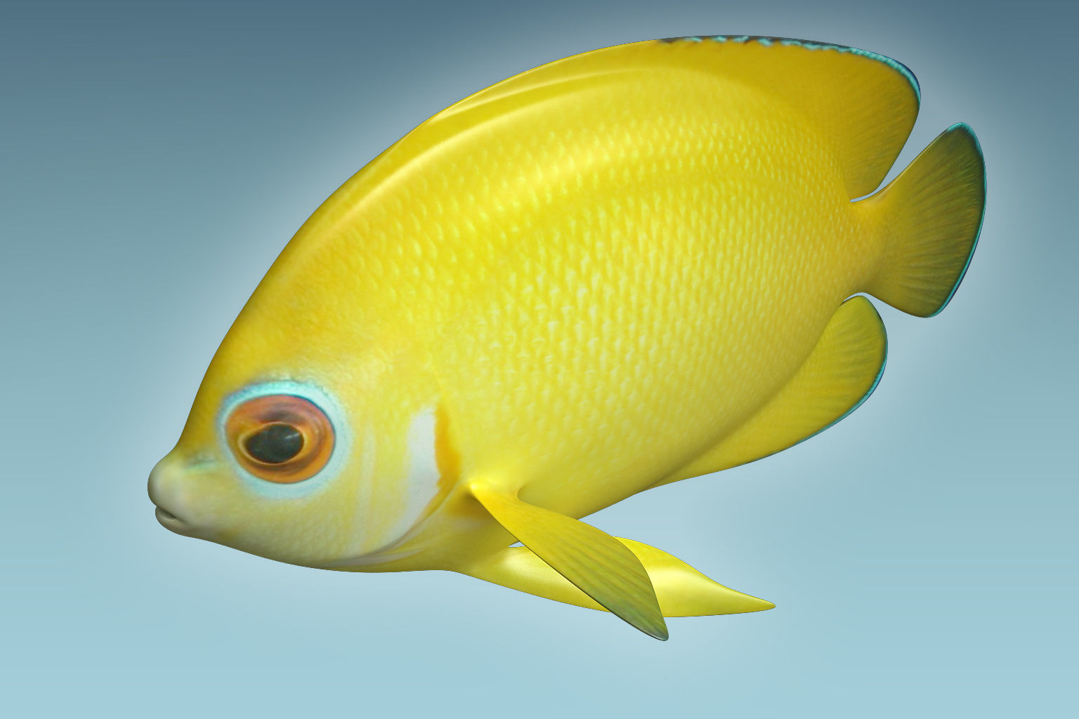 Angle Fish 17 3D model_2