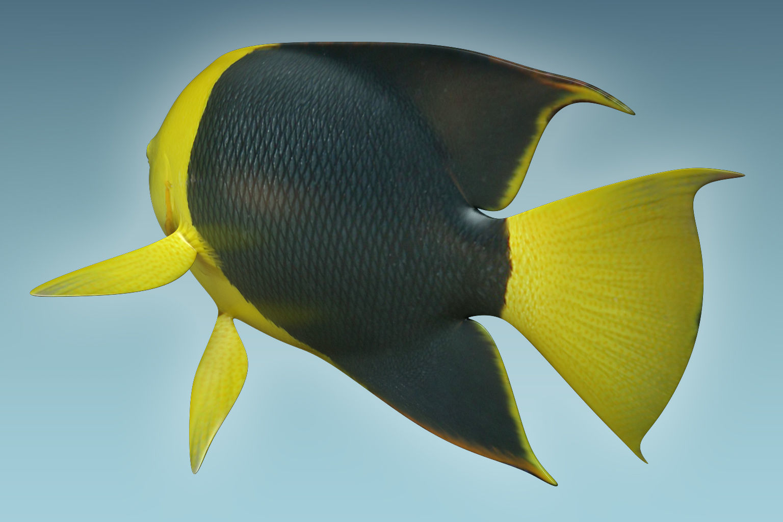 Angle Fish 18 3D model_3