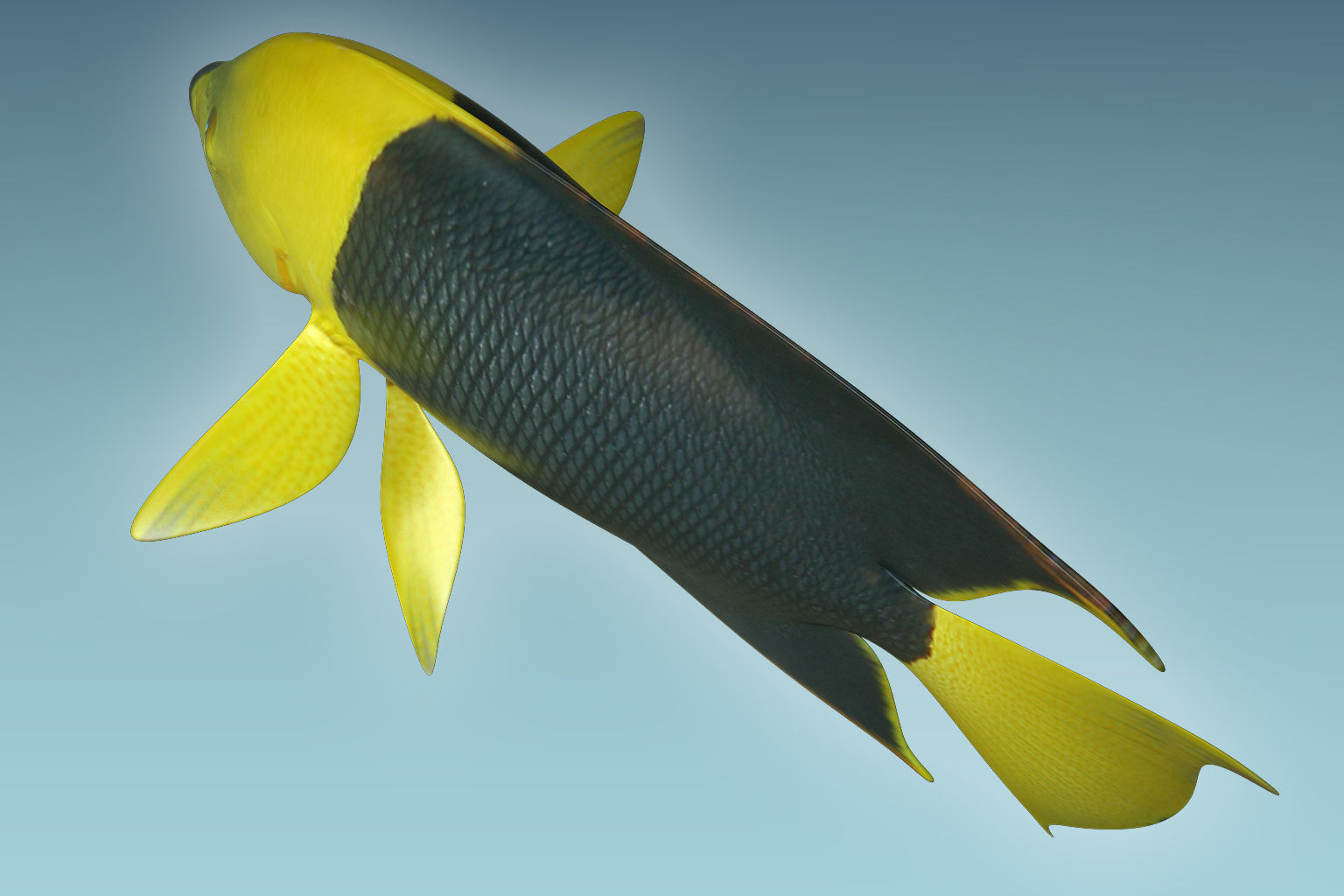 Angle Fish 18 3D model_5