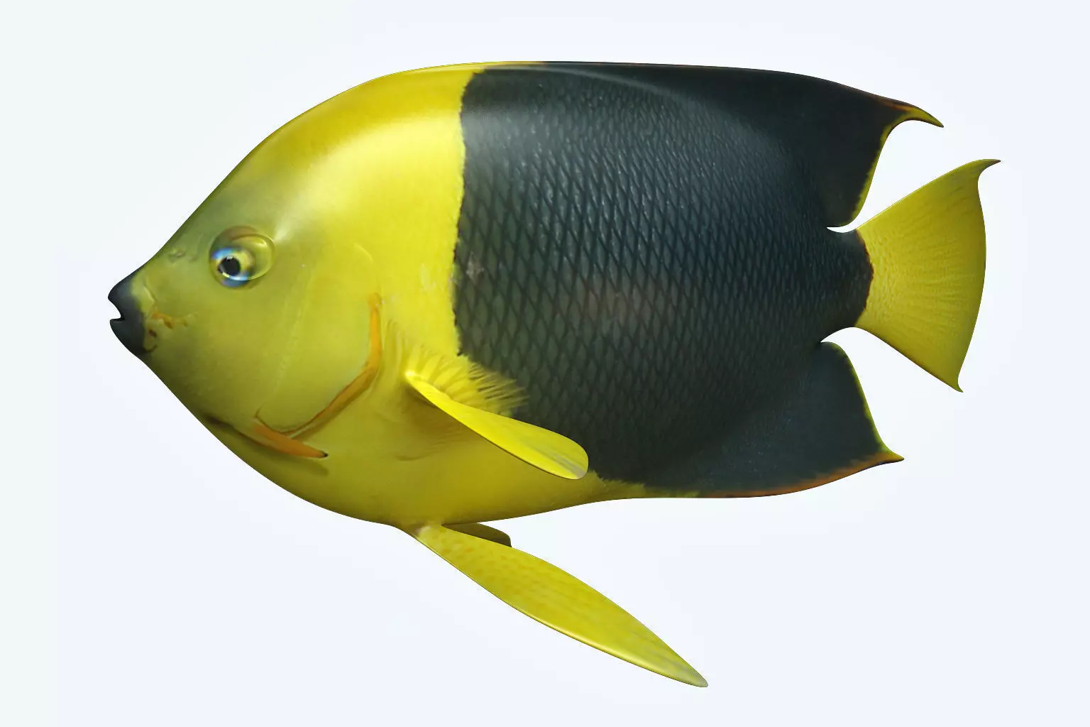Angle Fish 18 3D model_0