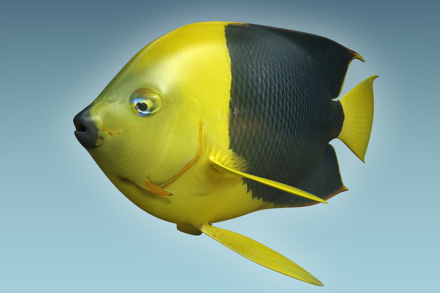Angle Fish 18 3D model_4