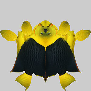 Angle Fish 18 3D model_9