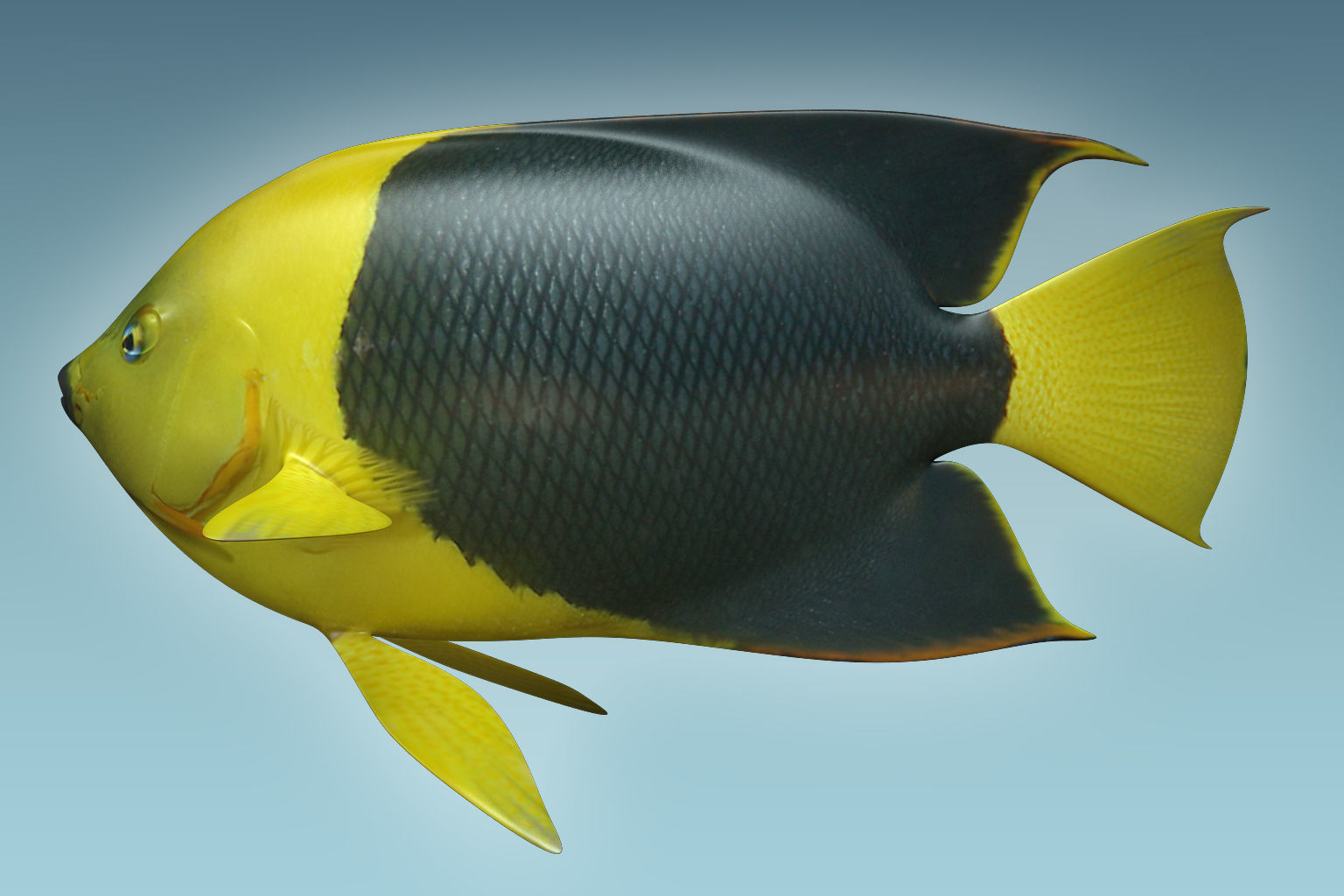 Angle Fish 18 3D model_1
