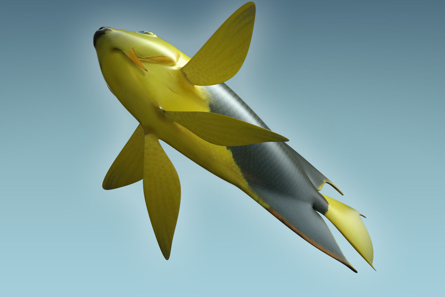Angle Fish 18 3D model_6