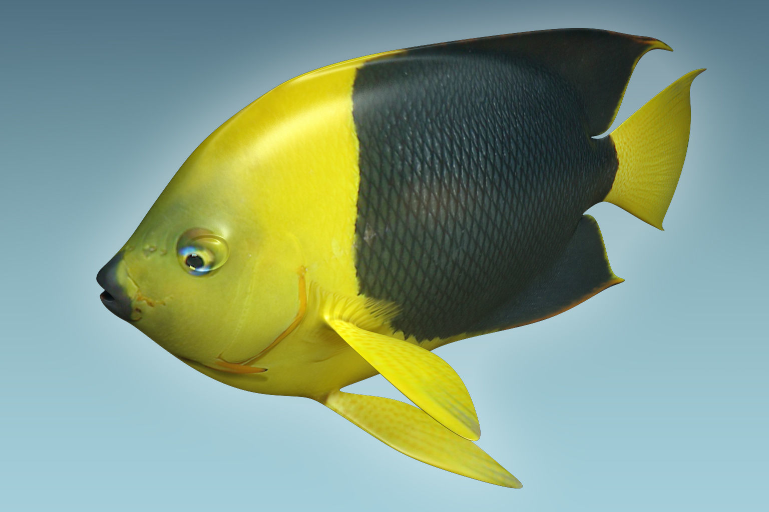 Angle Fish 18 3D model_2