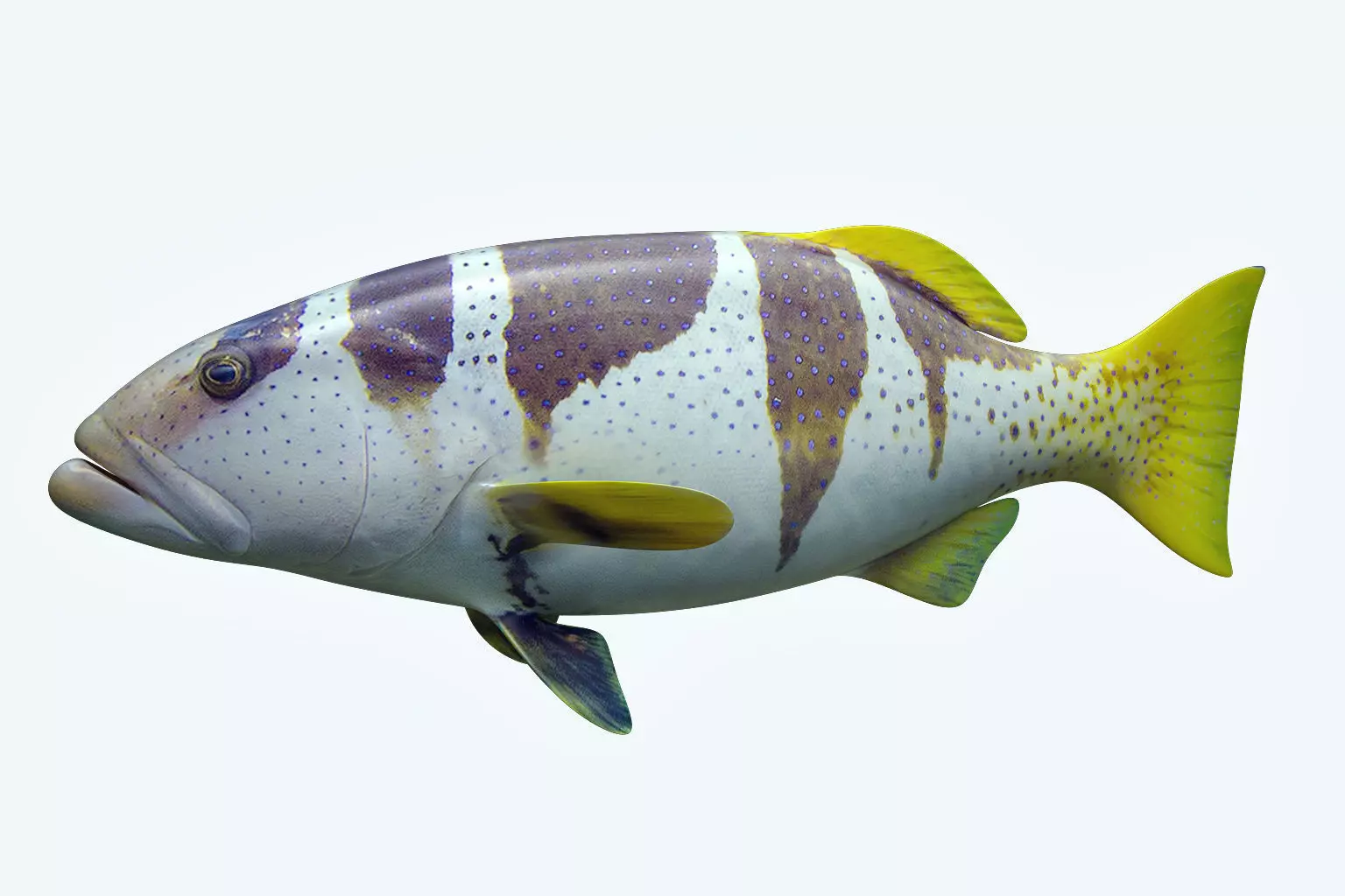 Plectropomus Laevis 3D model_0