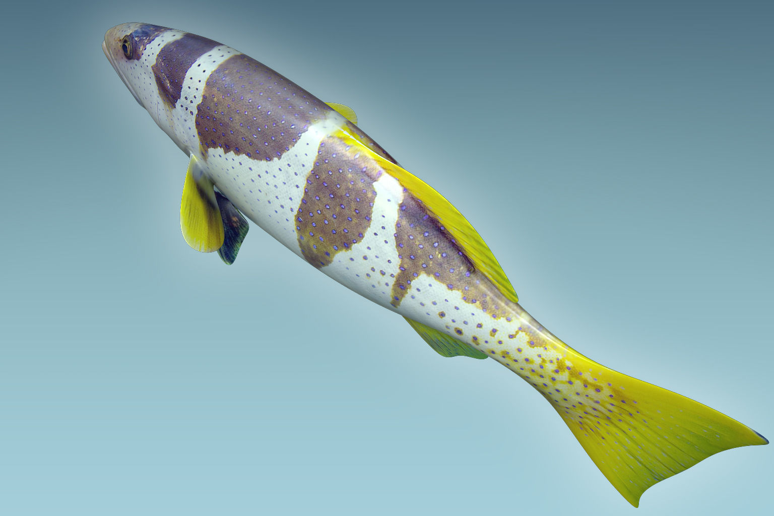 Plectropomus Laevis 3D model_5