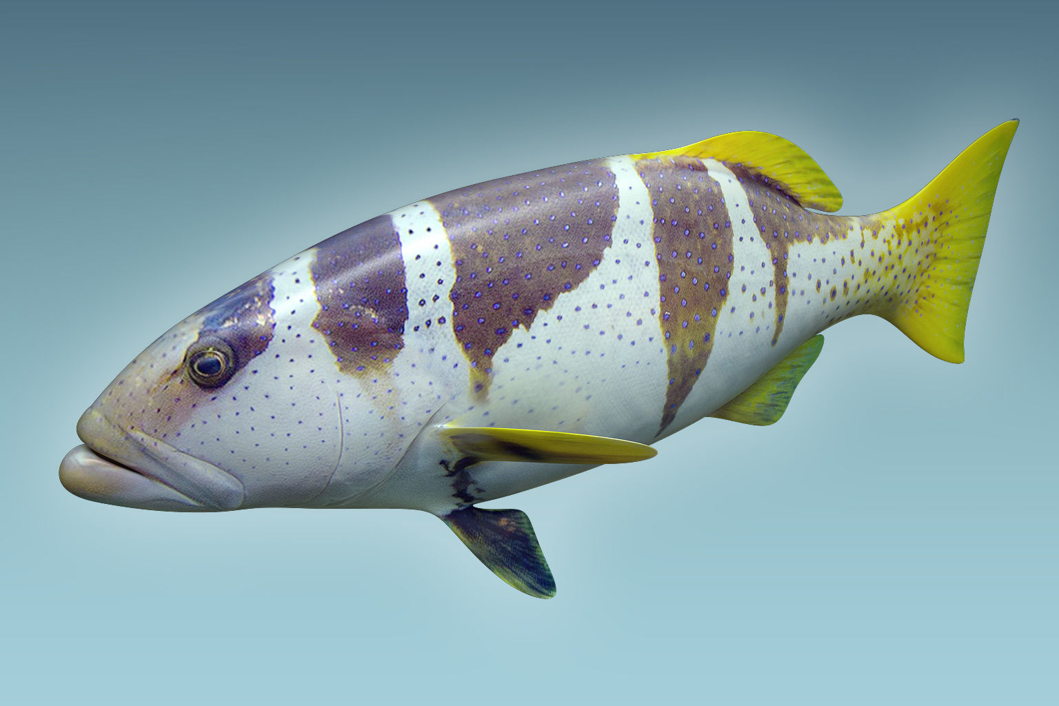 Plectropomus Laevis 3D model_2